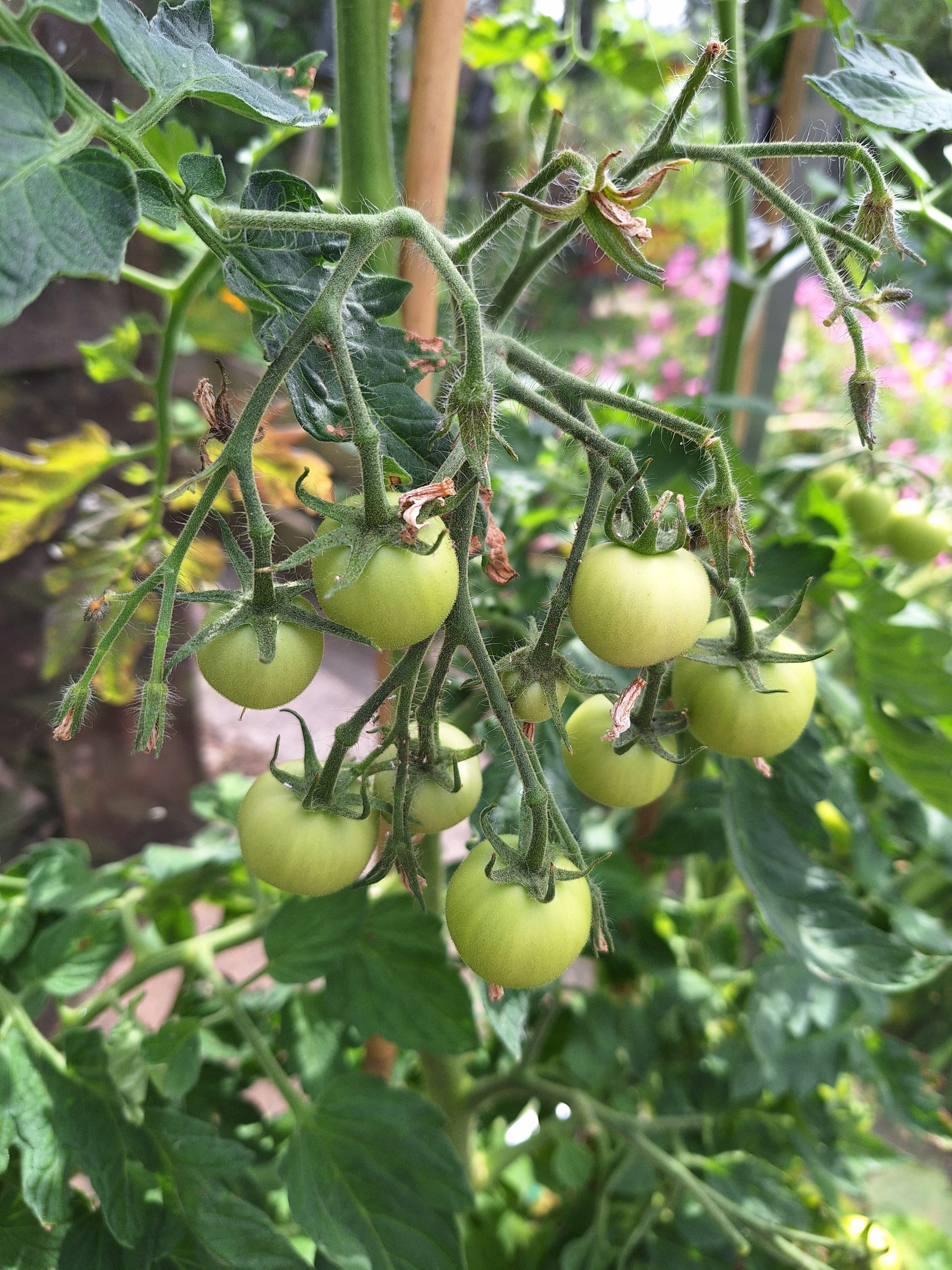 Tomato