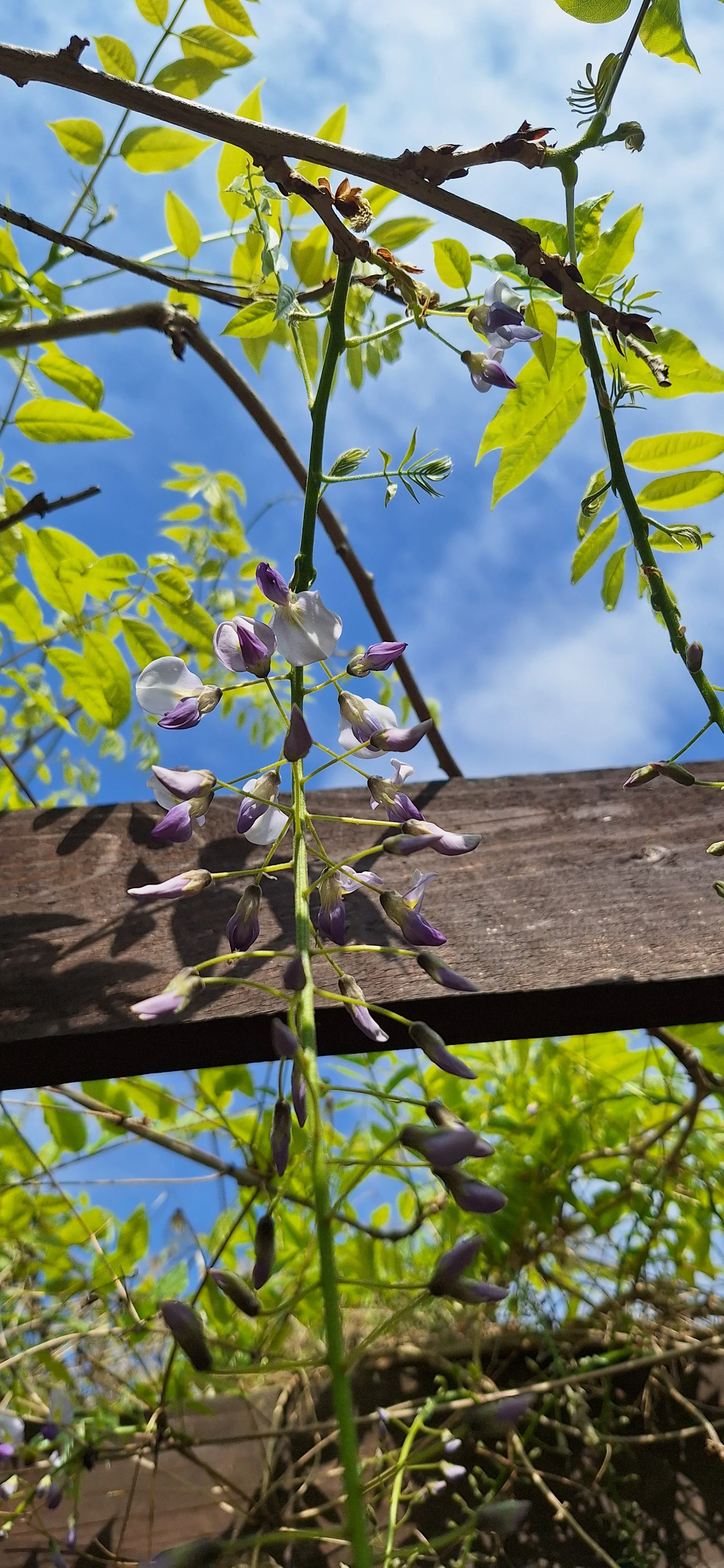 Wisteria