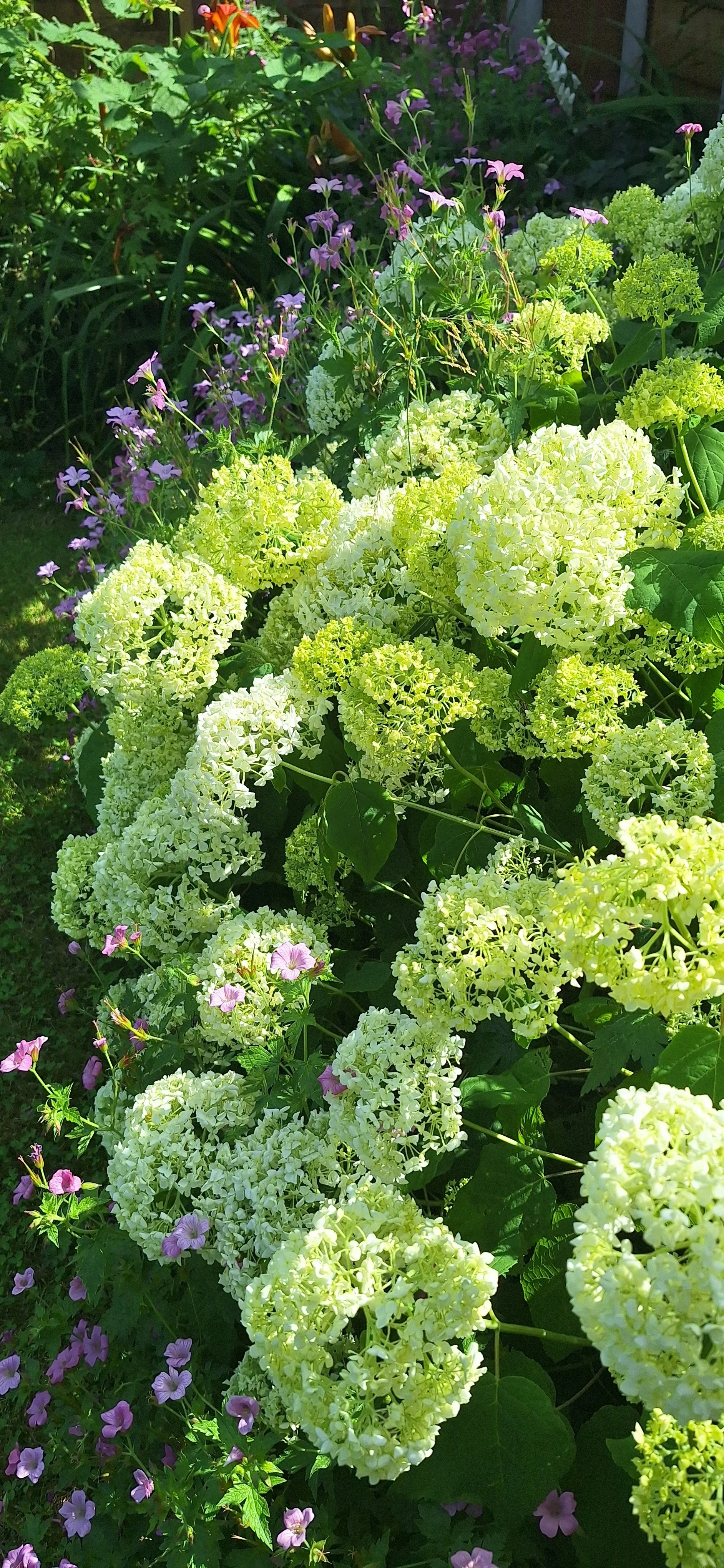 Wild hydrangea