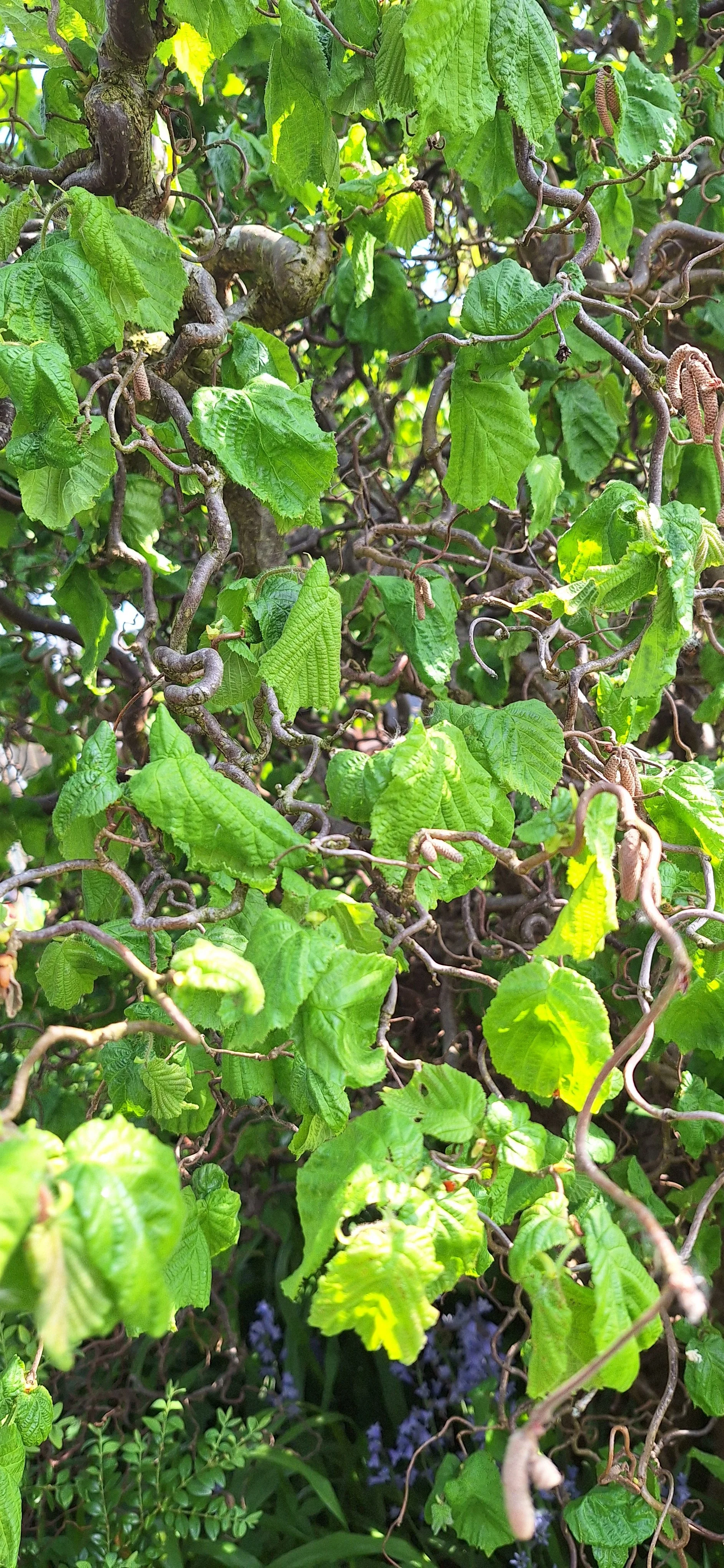 Contorted Hazel