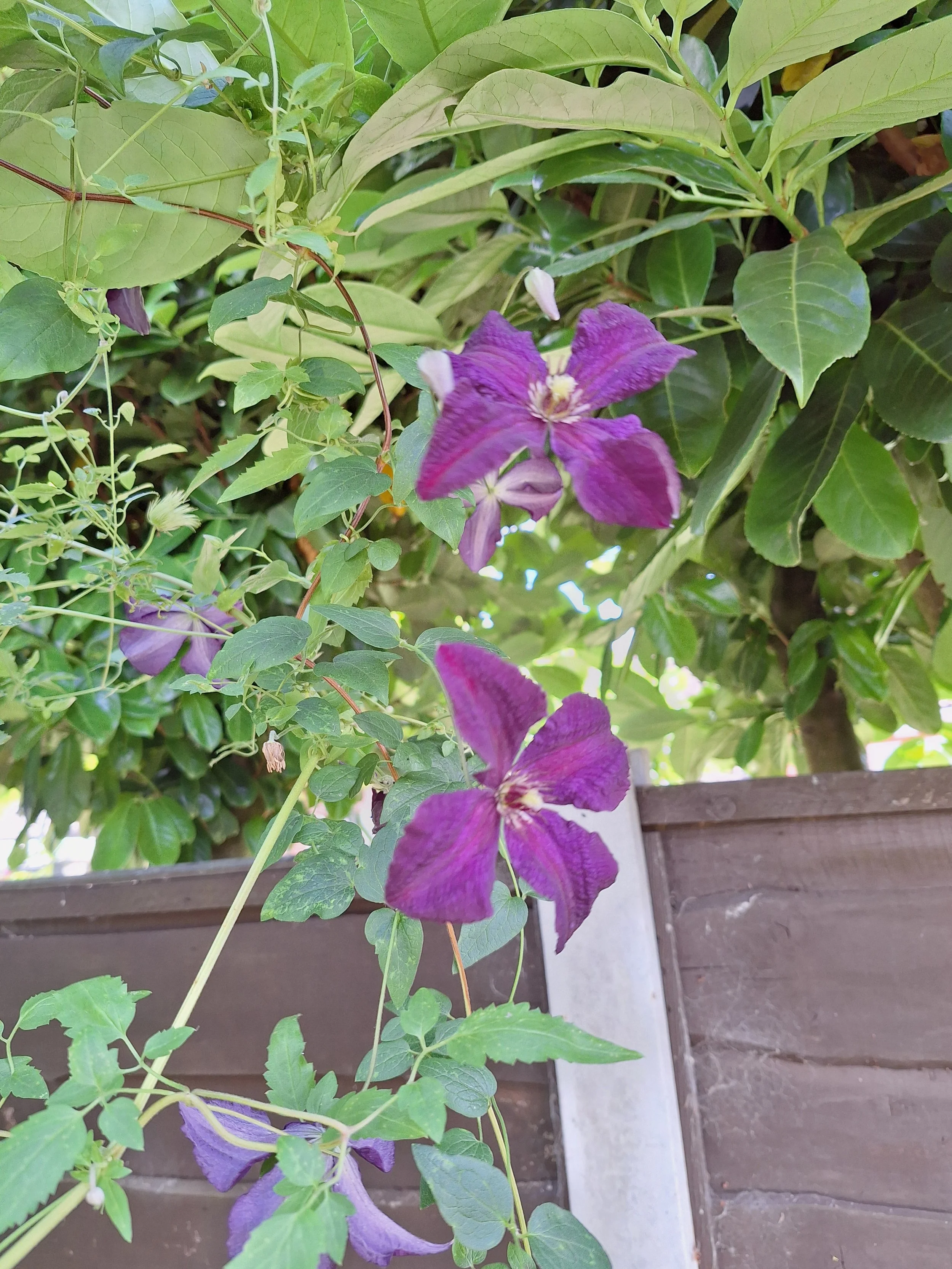 Clematis