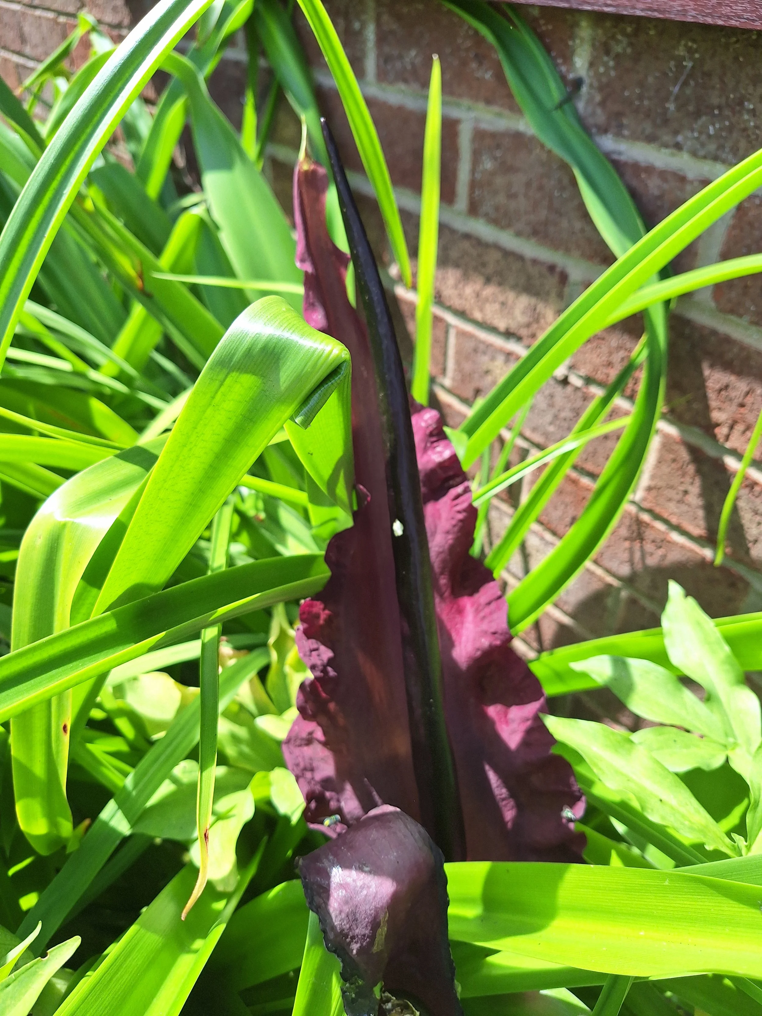 Dragon arum