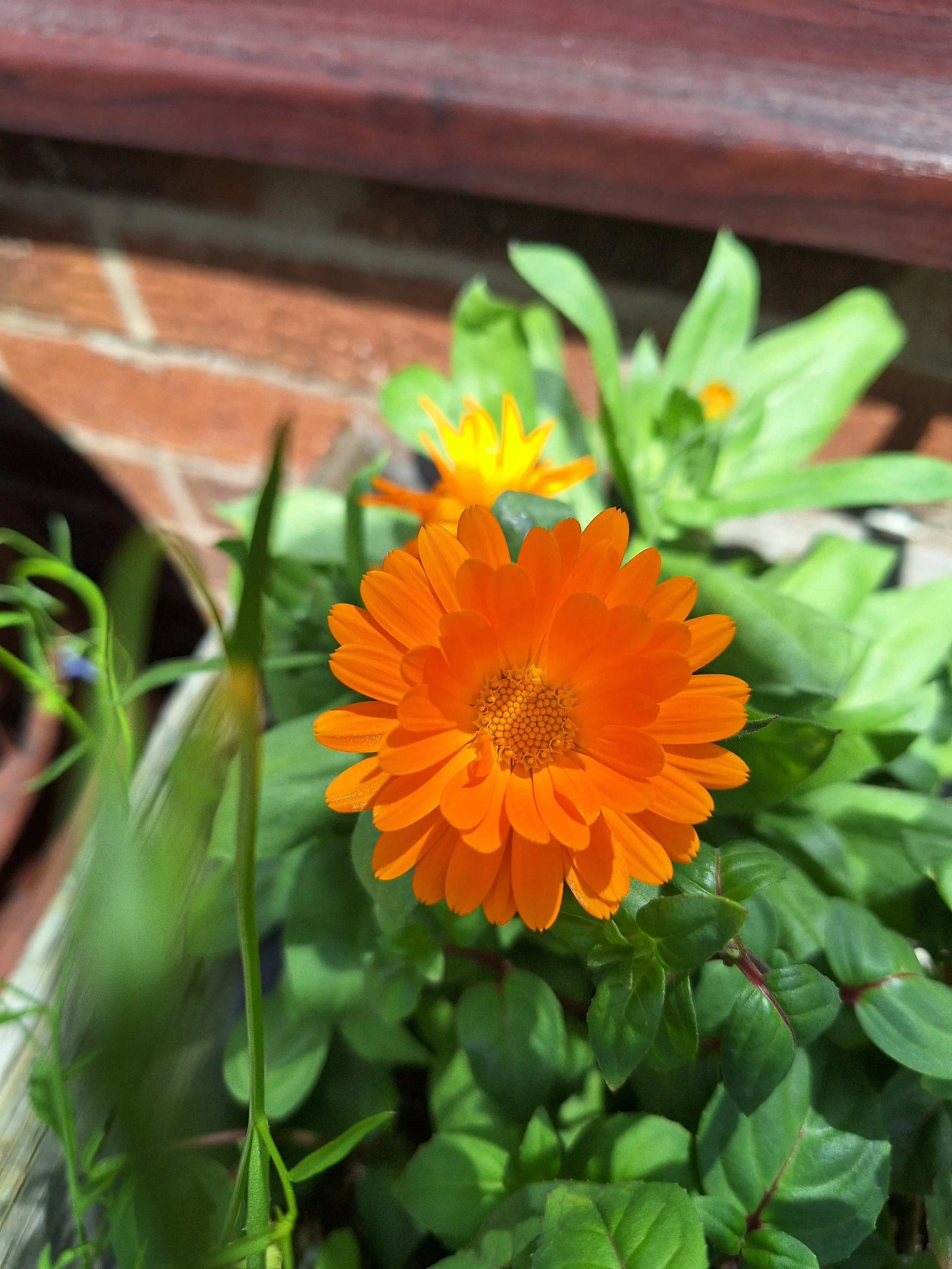 Marigold