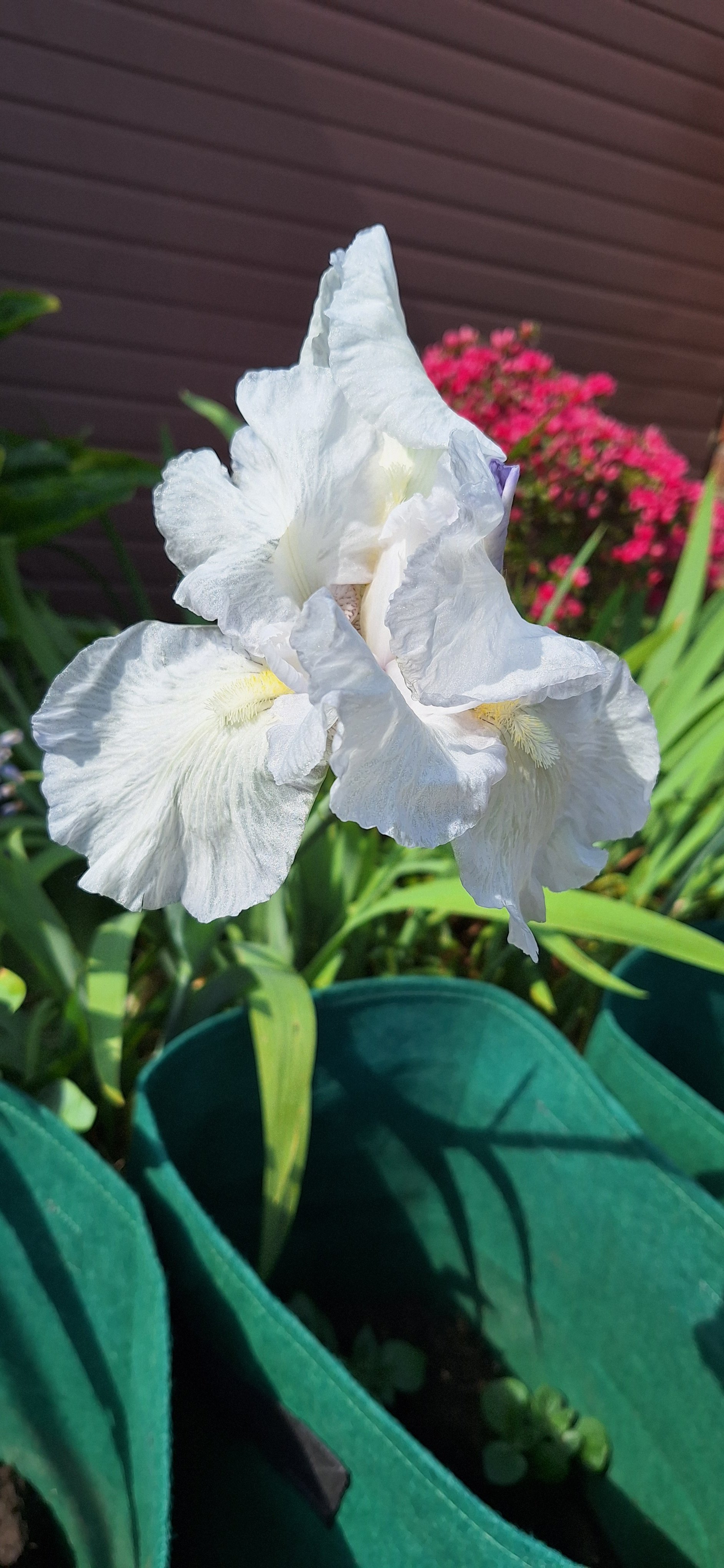Iris