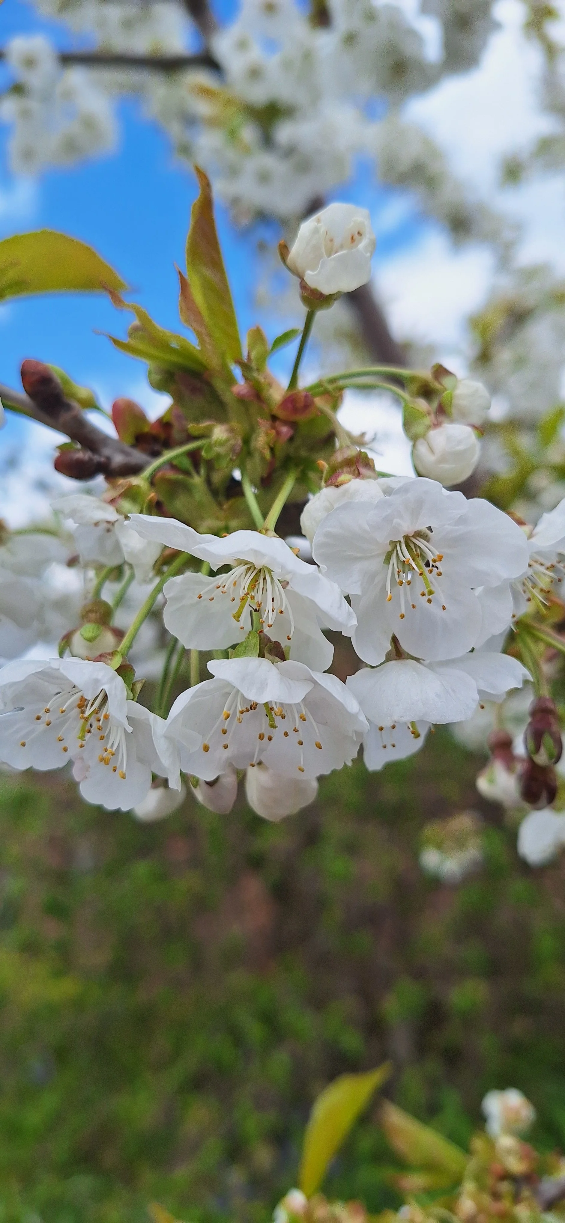 Apple blossom