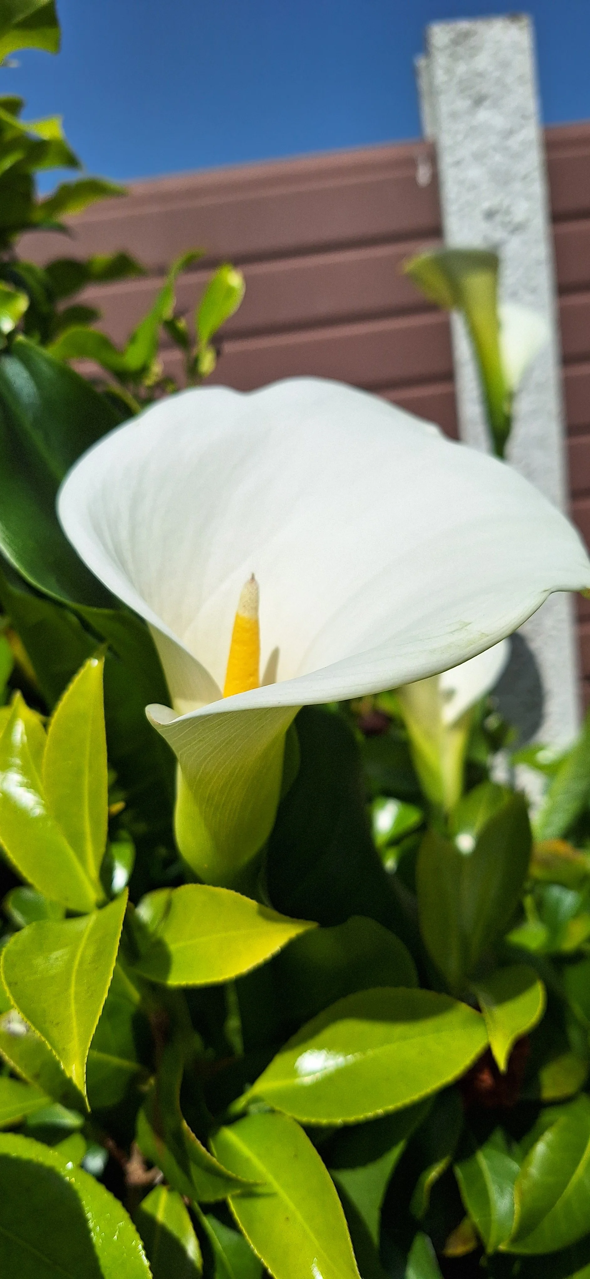 Calla lily 