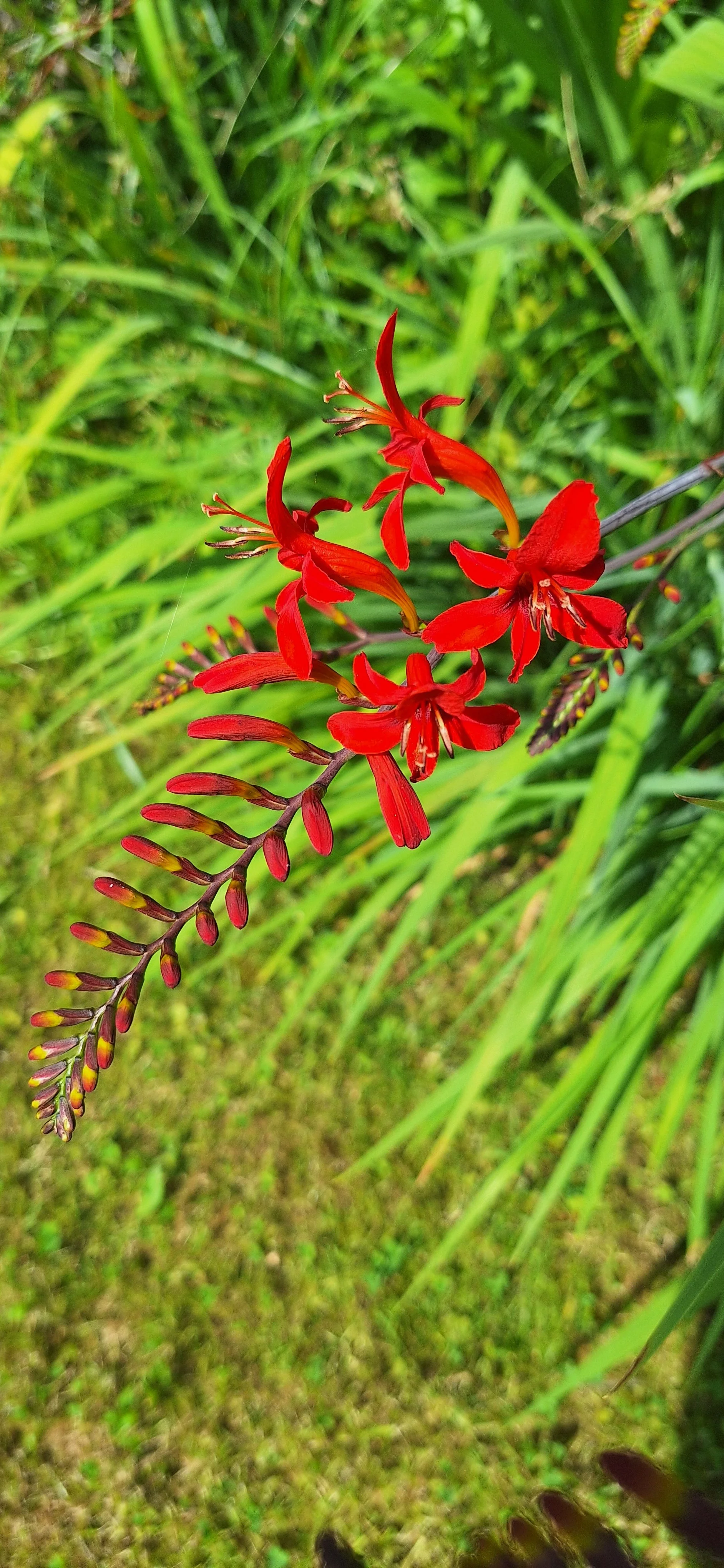 Crocosmia