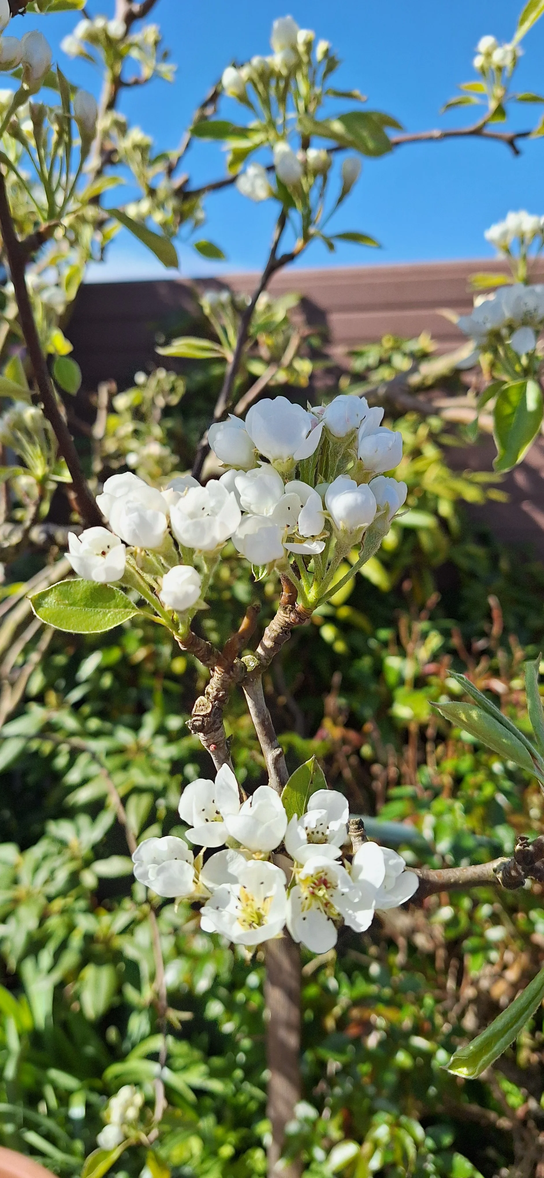 Pear blossom