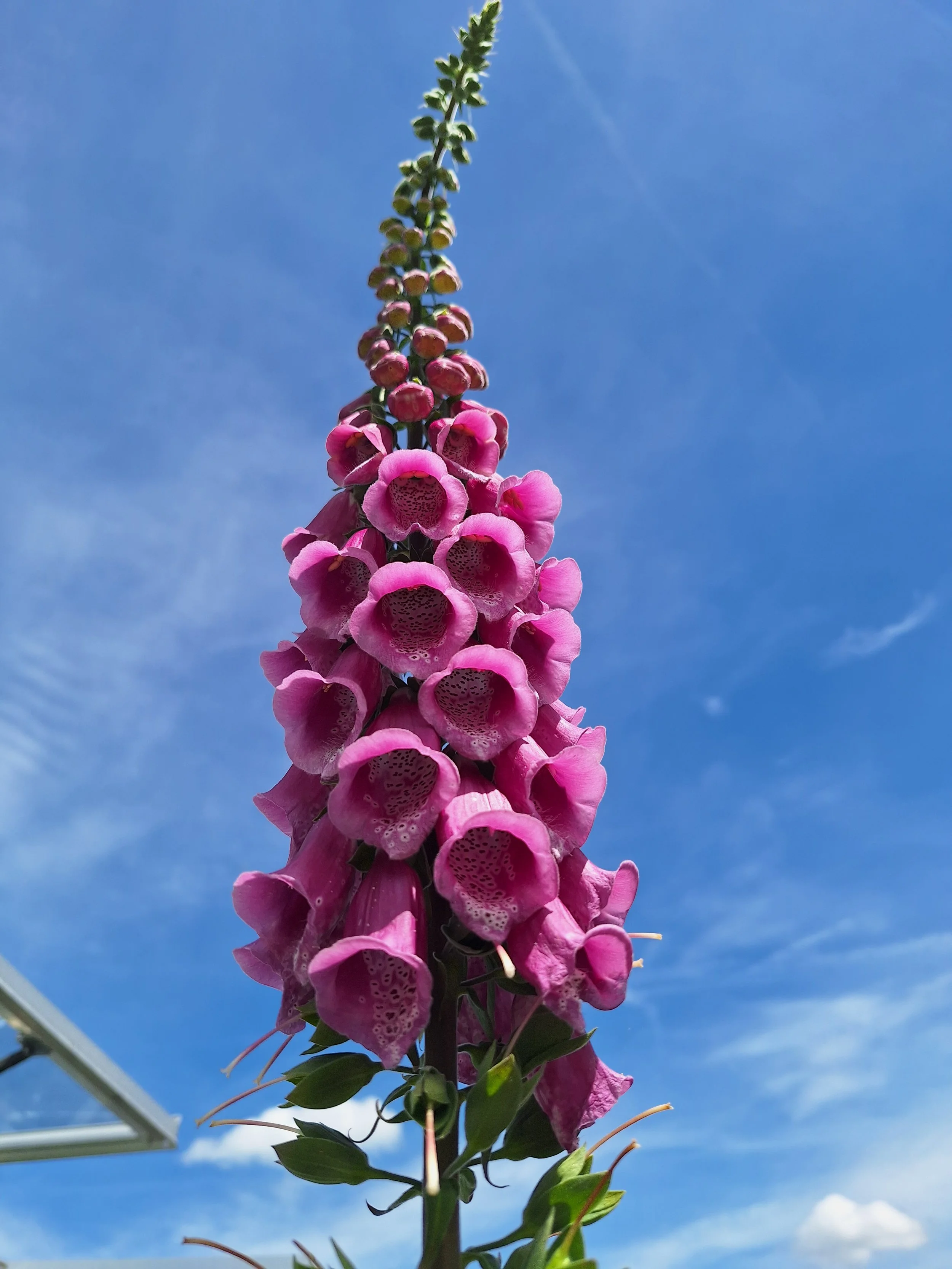 Foxglove