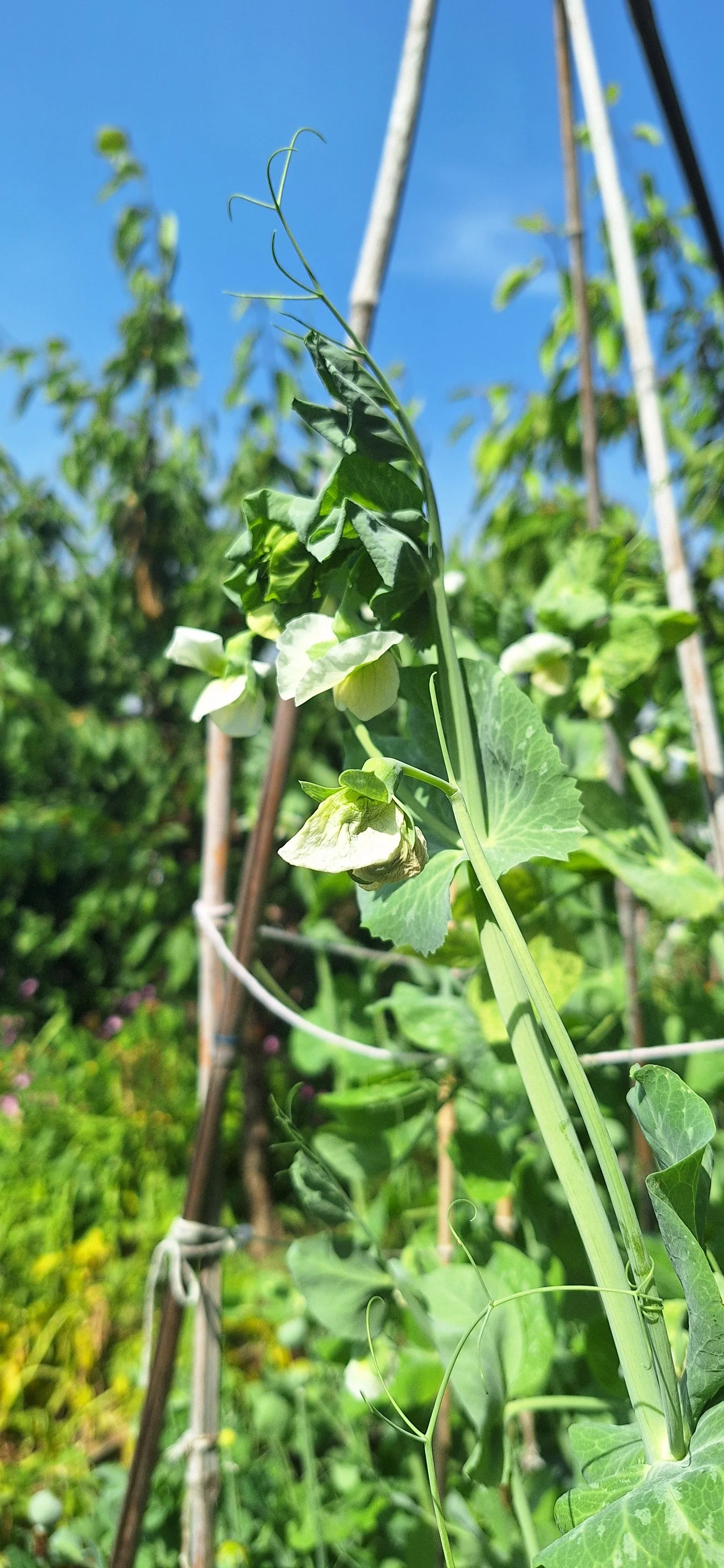 Peas