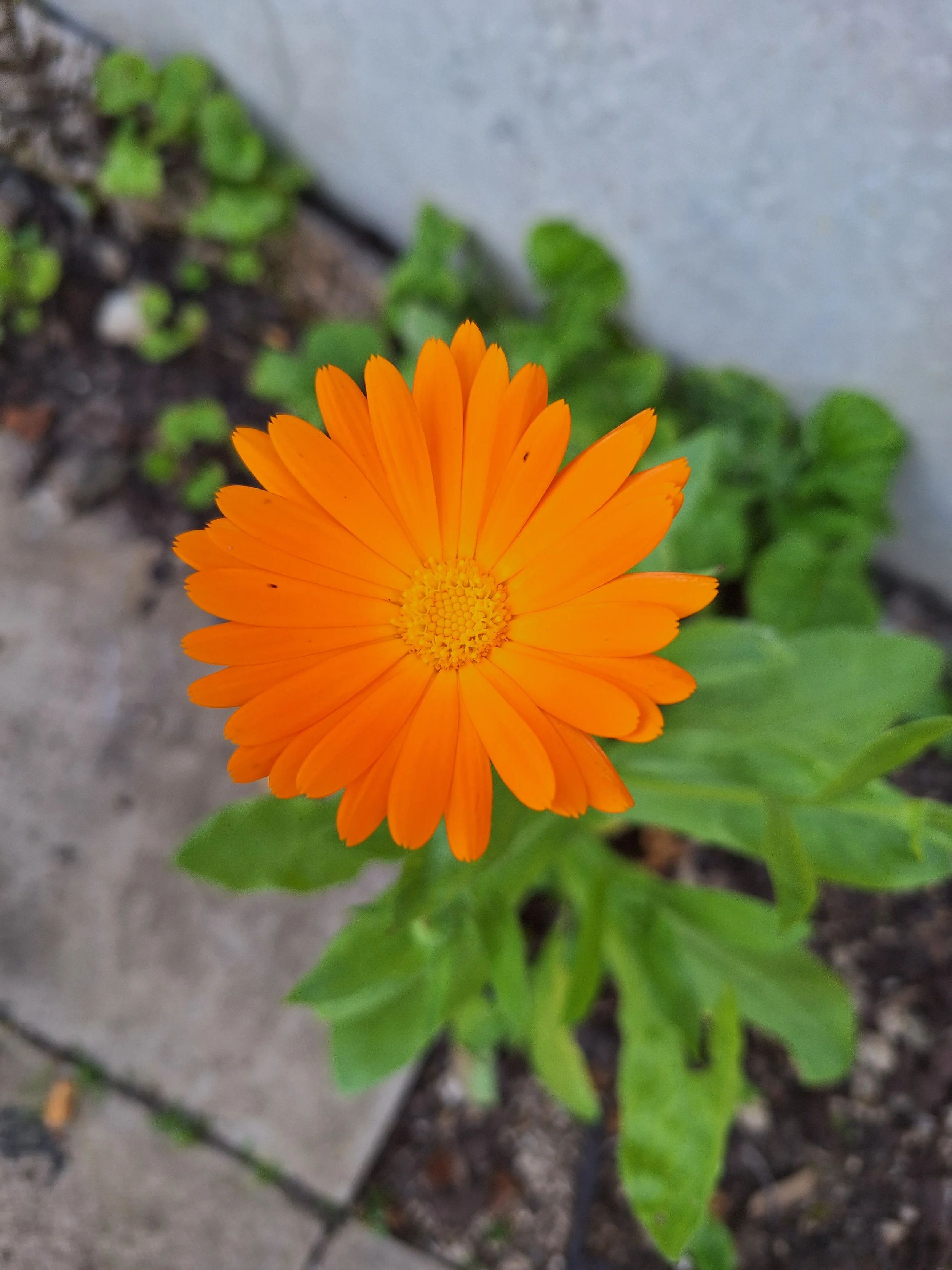 Marigold