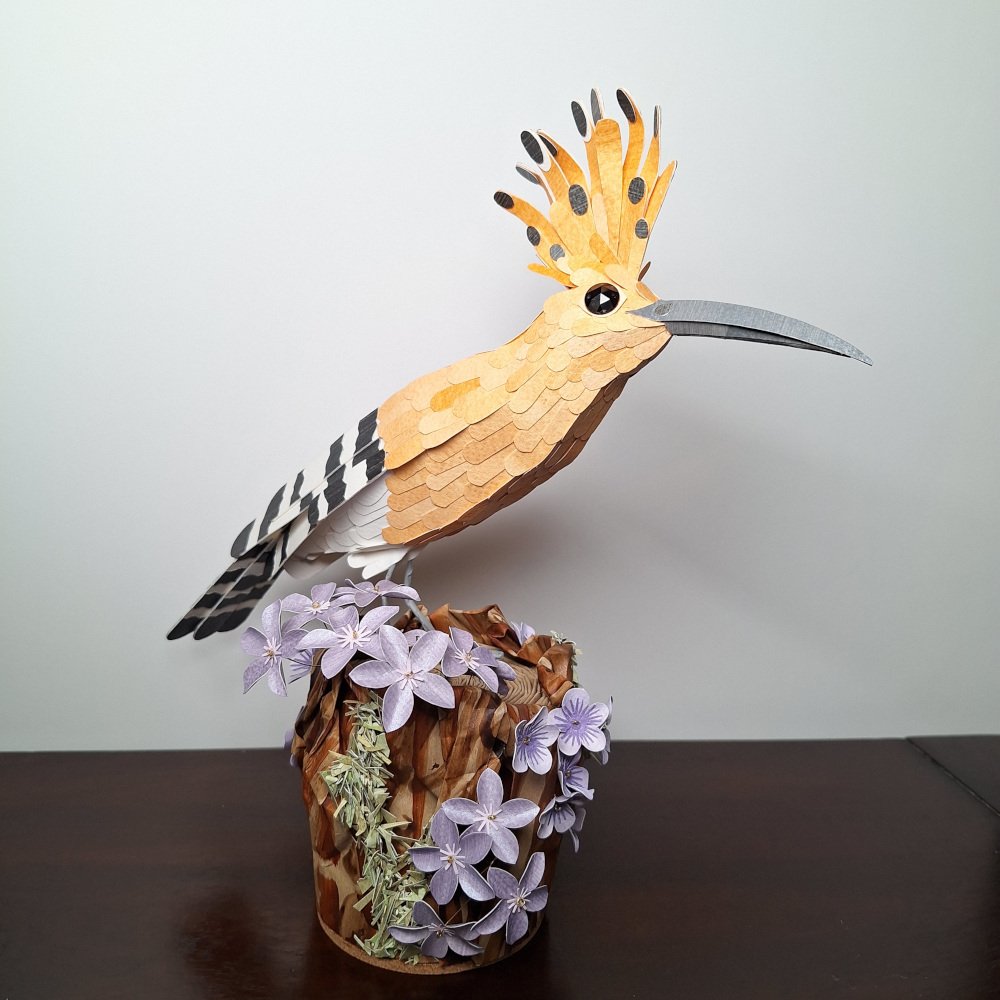 hoopoe 2.jpg