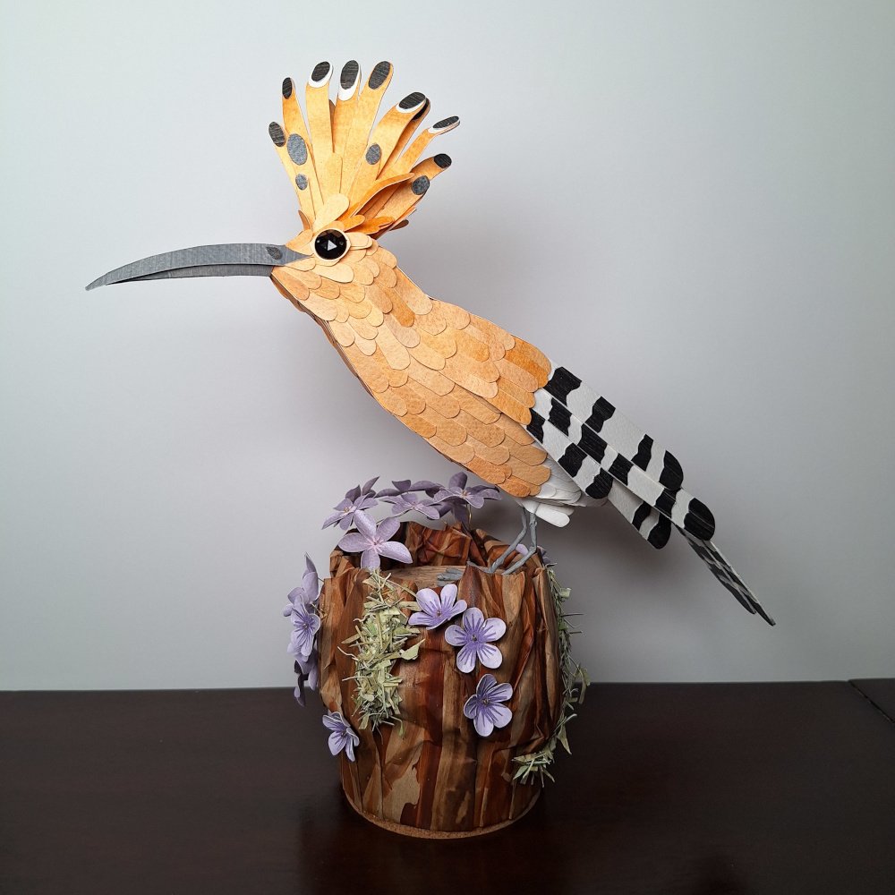 hoopoe 1.jpg