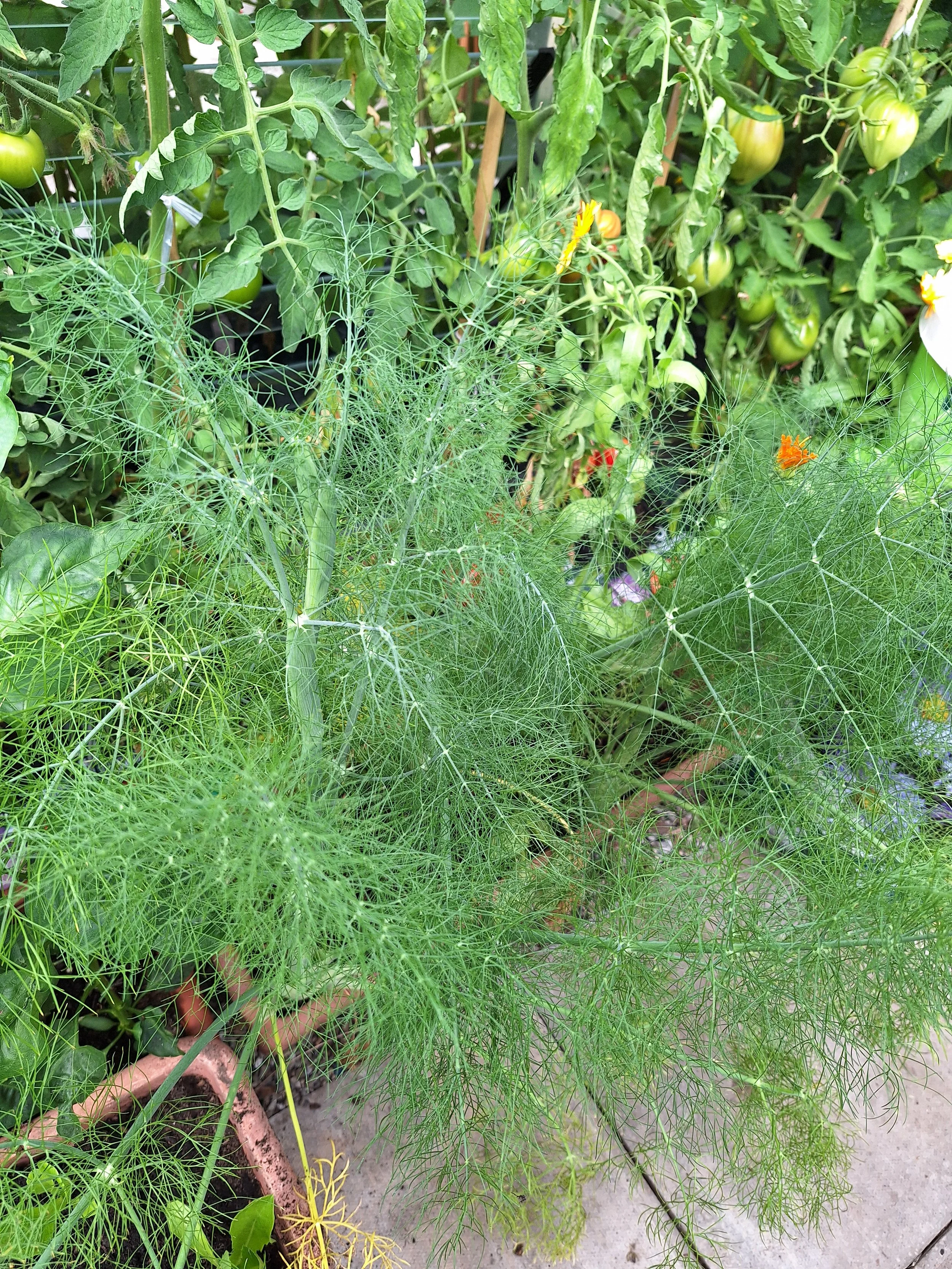 Fennel