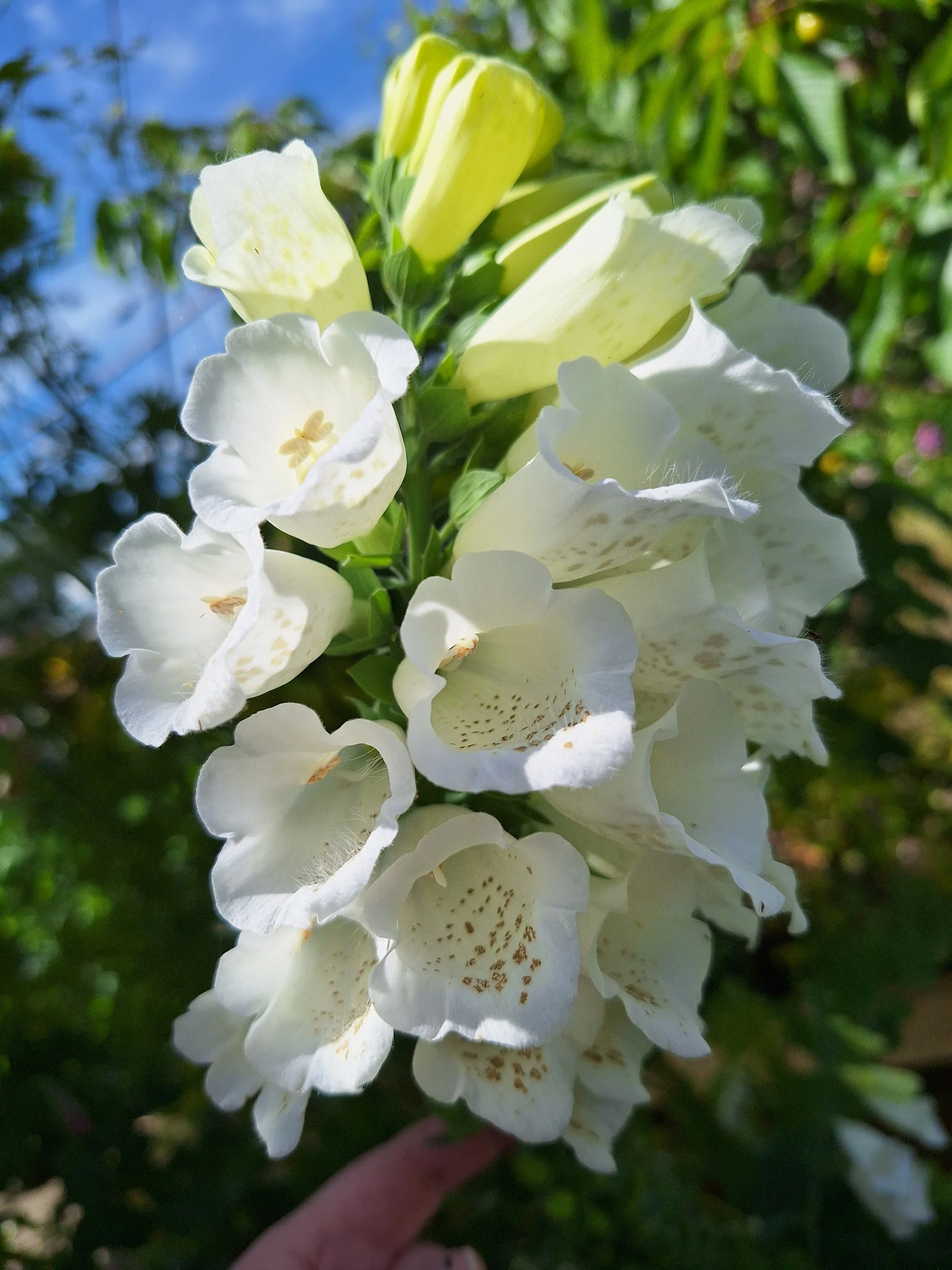 Foxglove