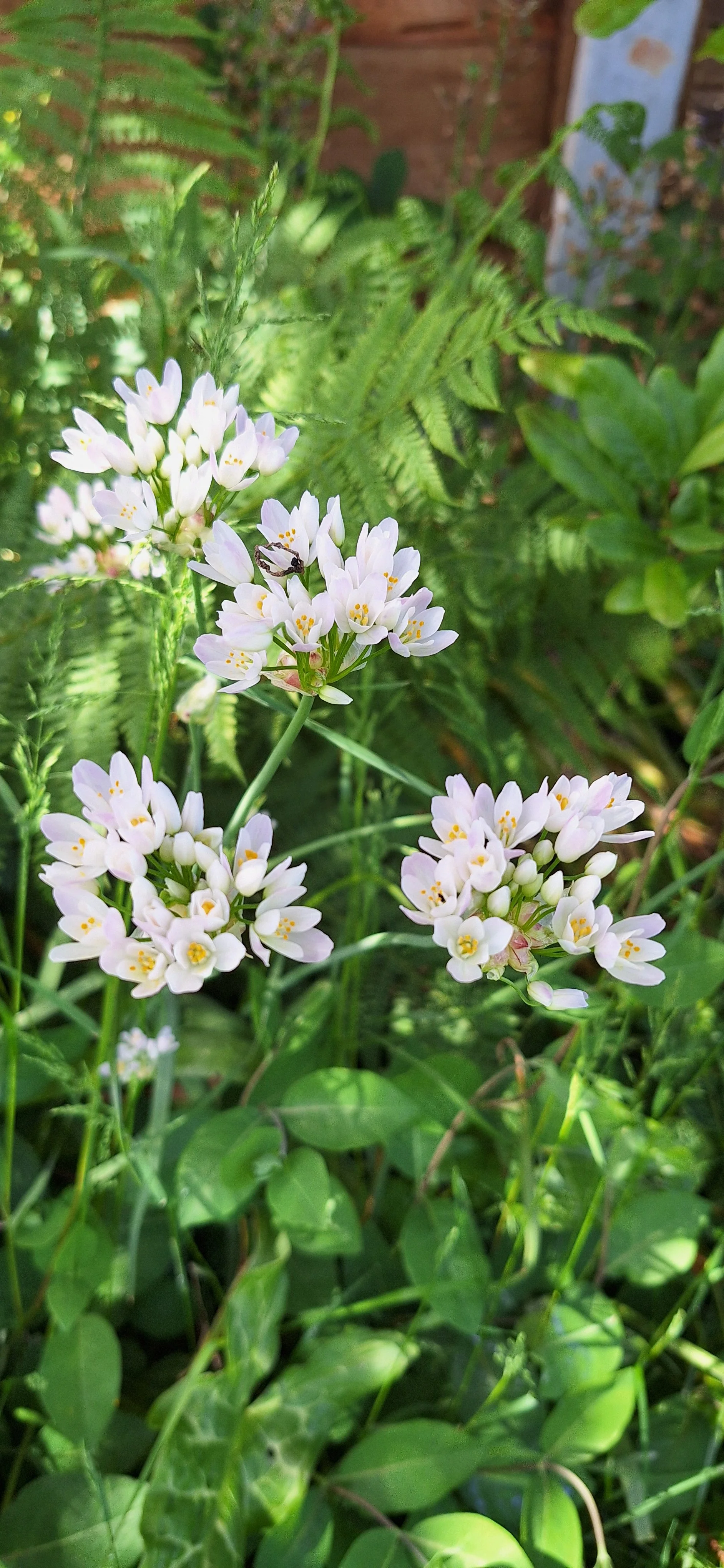 Rosy garlic