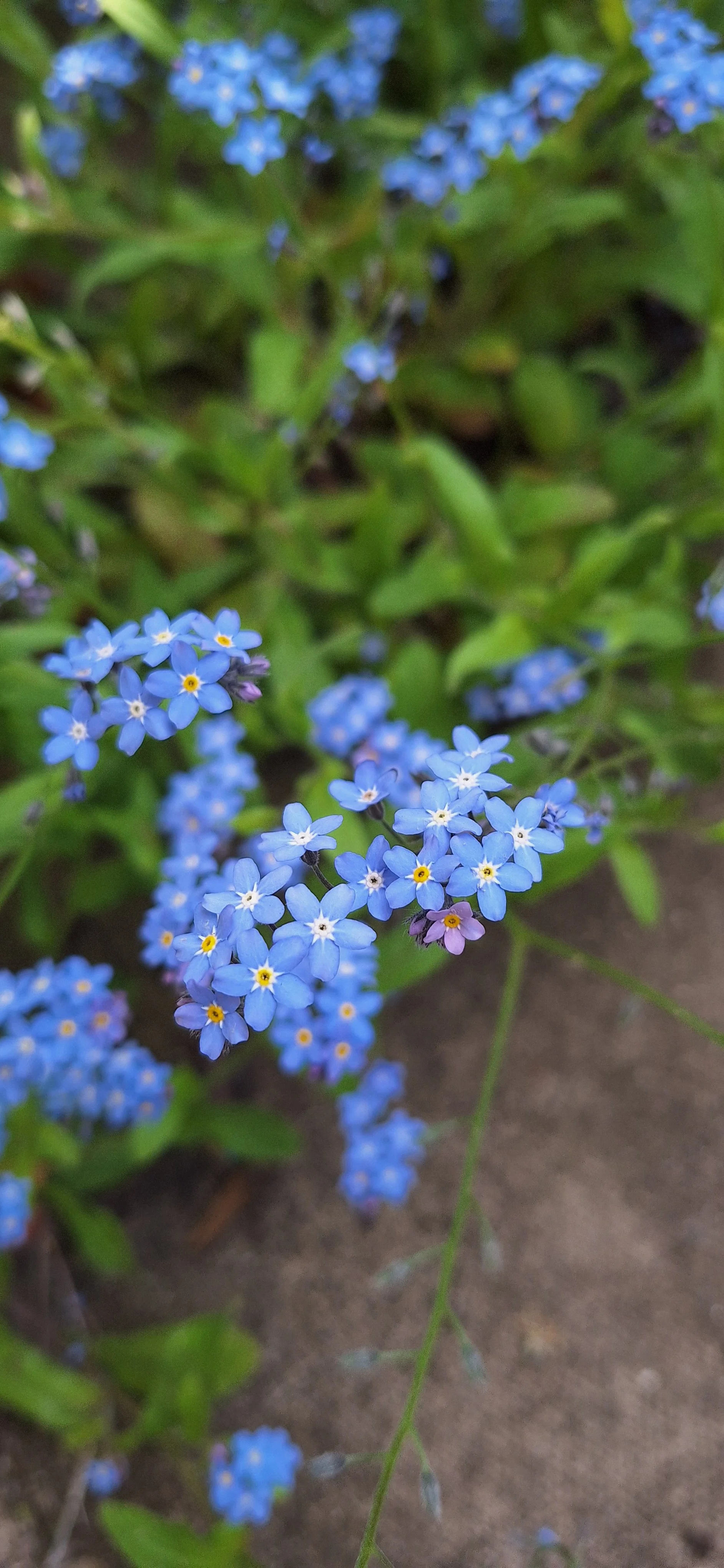 Forget-me-nots
