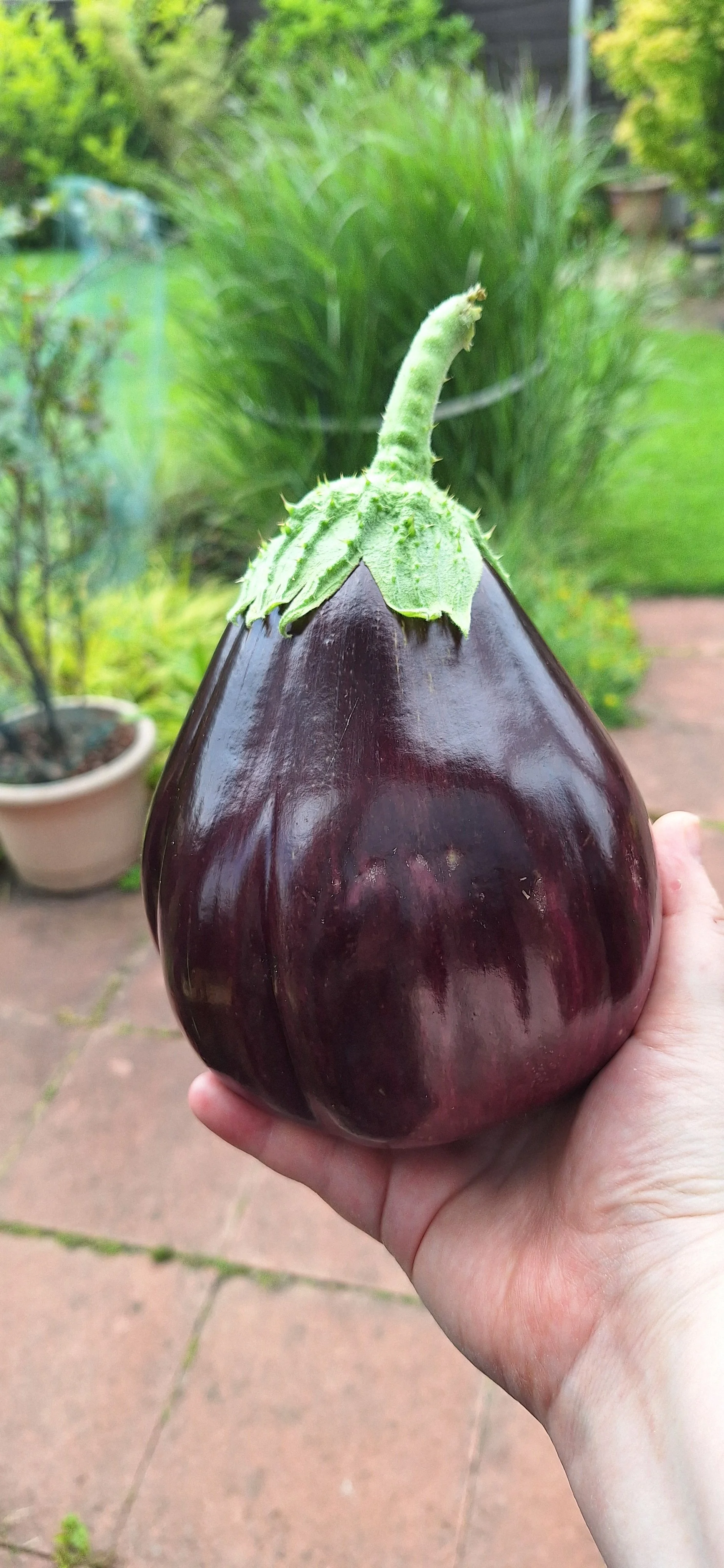 Aubergine