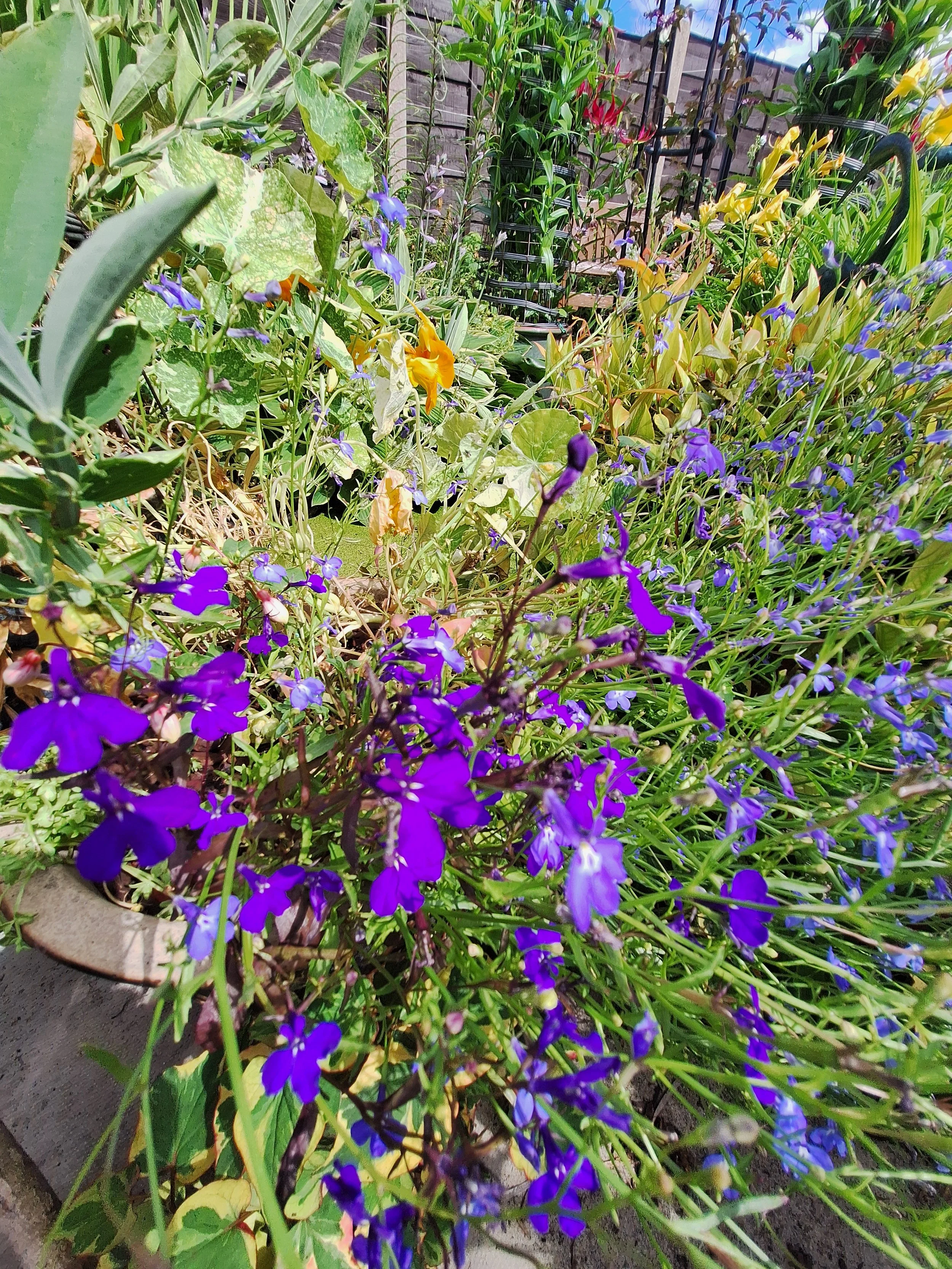 Lobelia