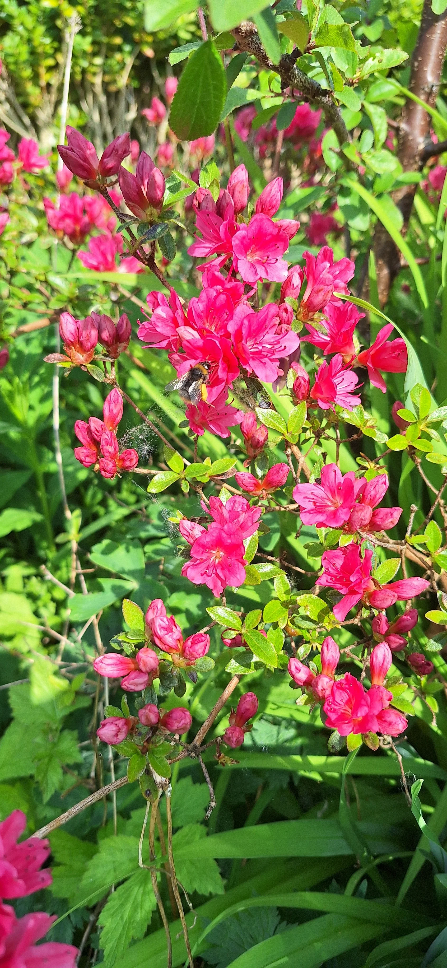 Kyushu azalea