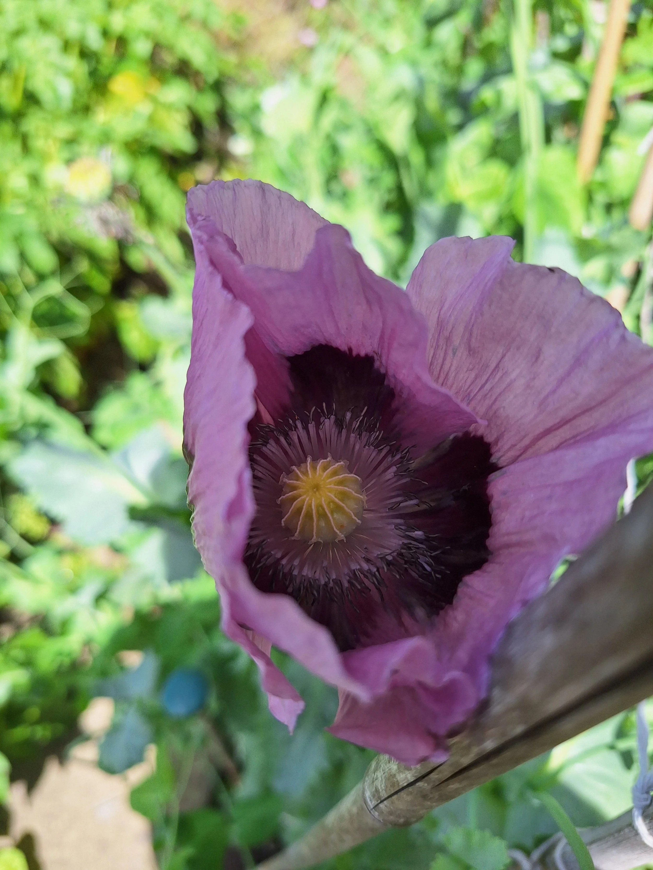 Poppy