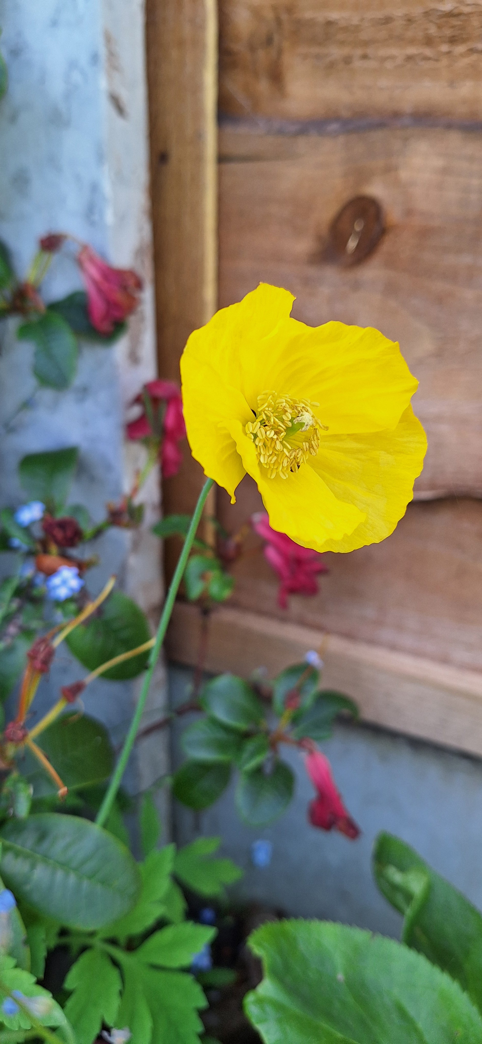 Poppy