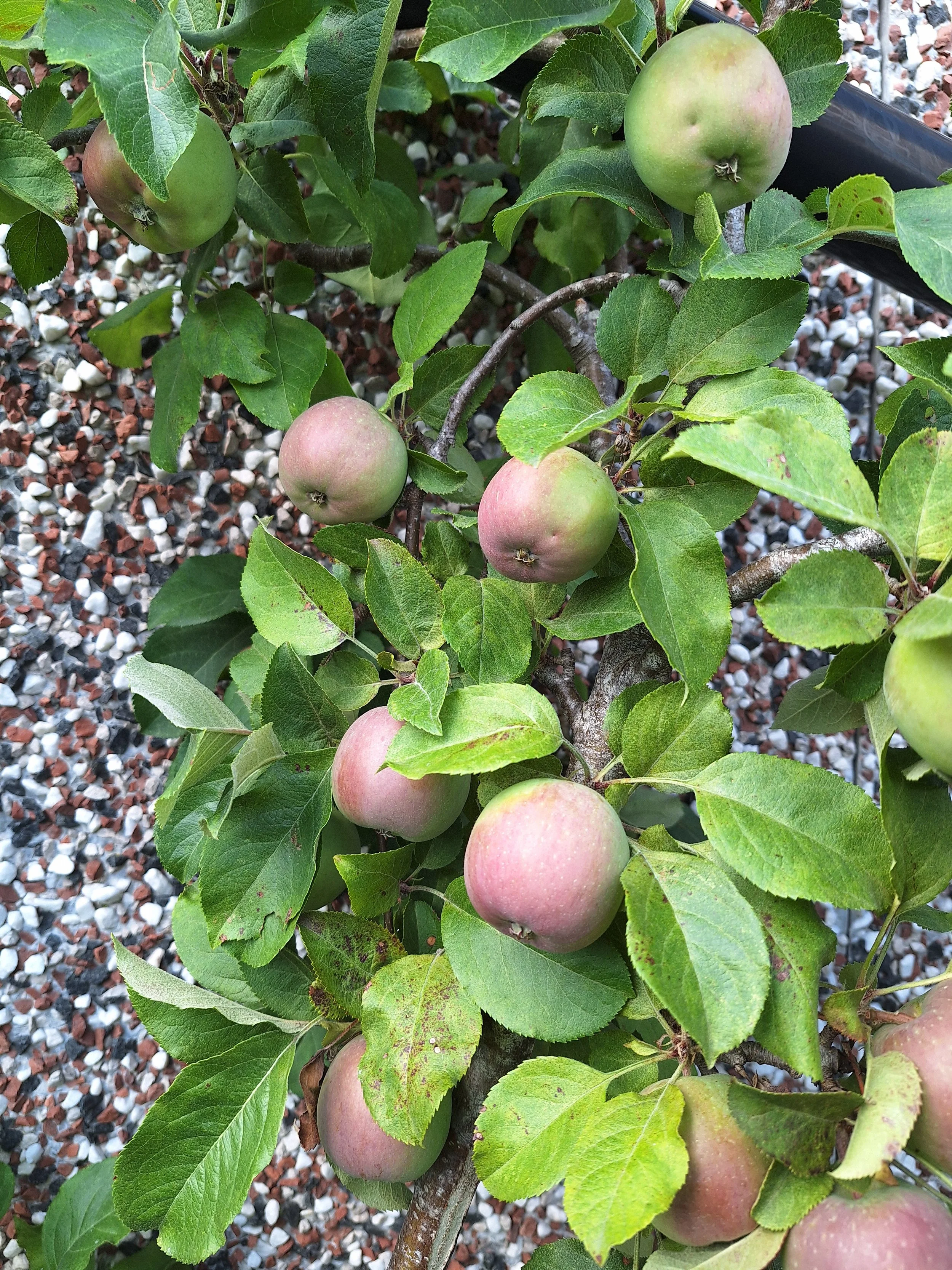 Apples