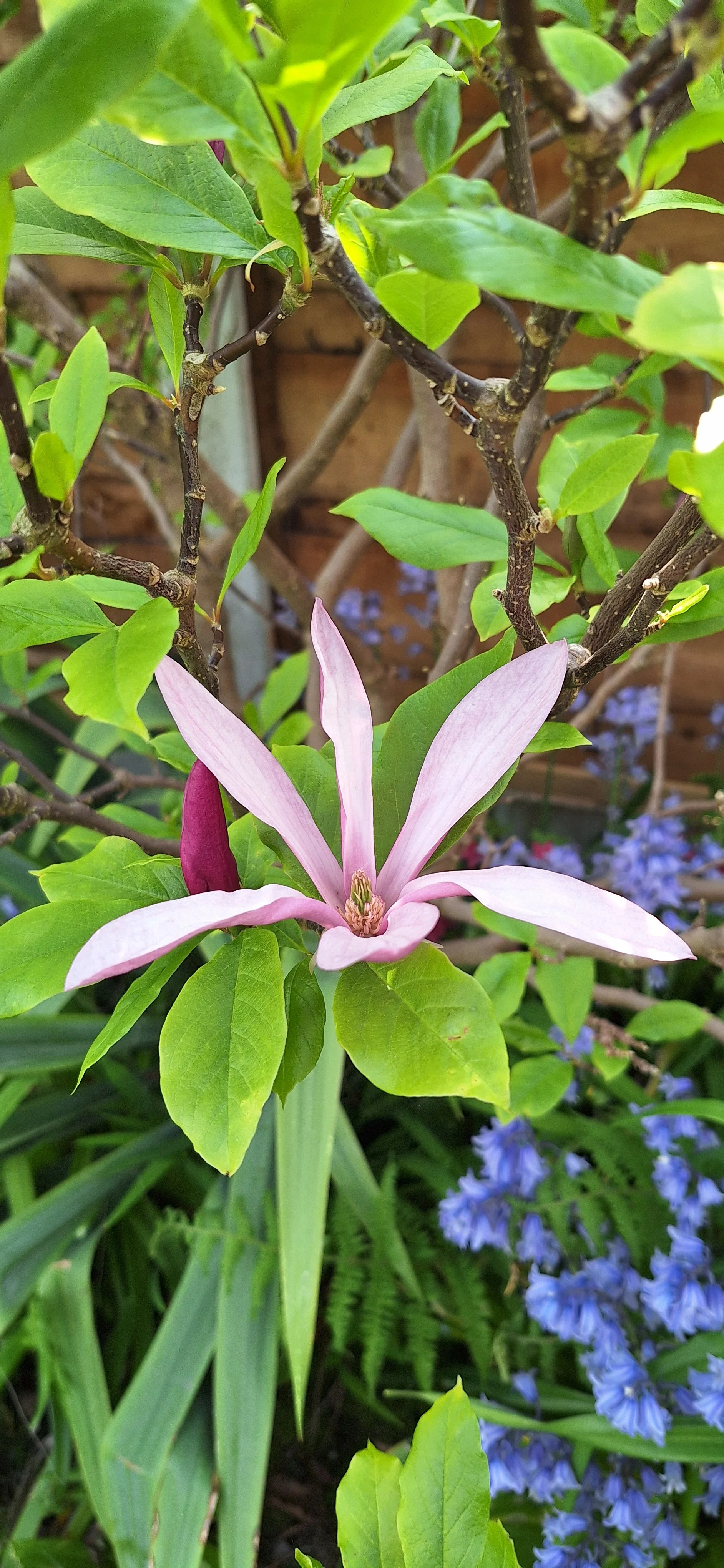 lily magnolia