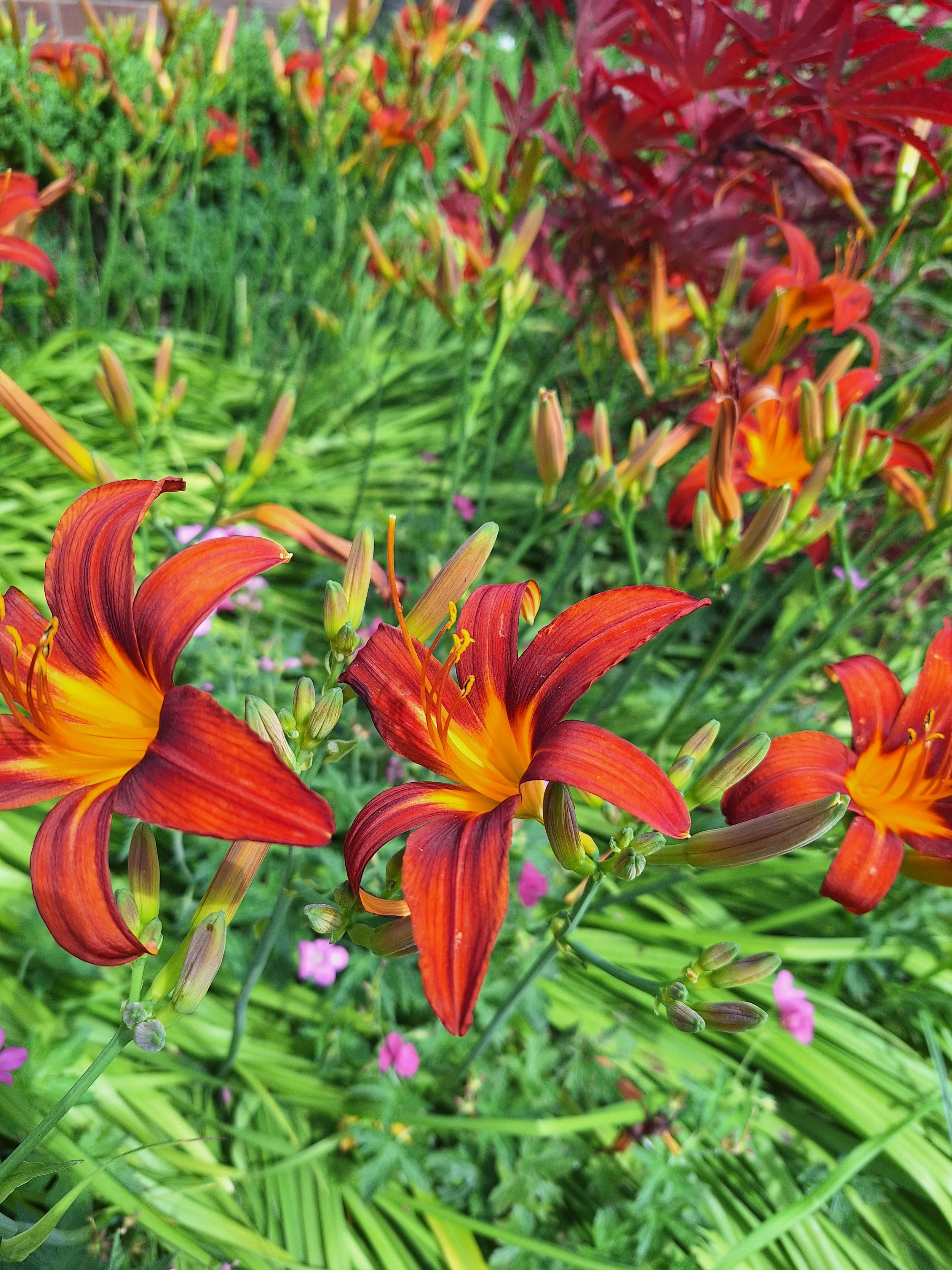 Day lily