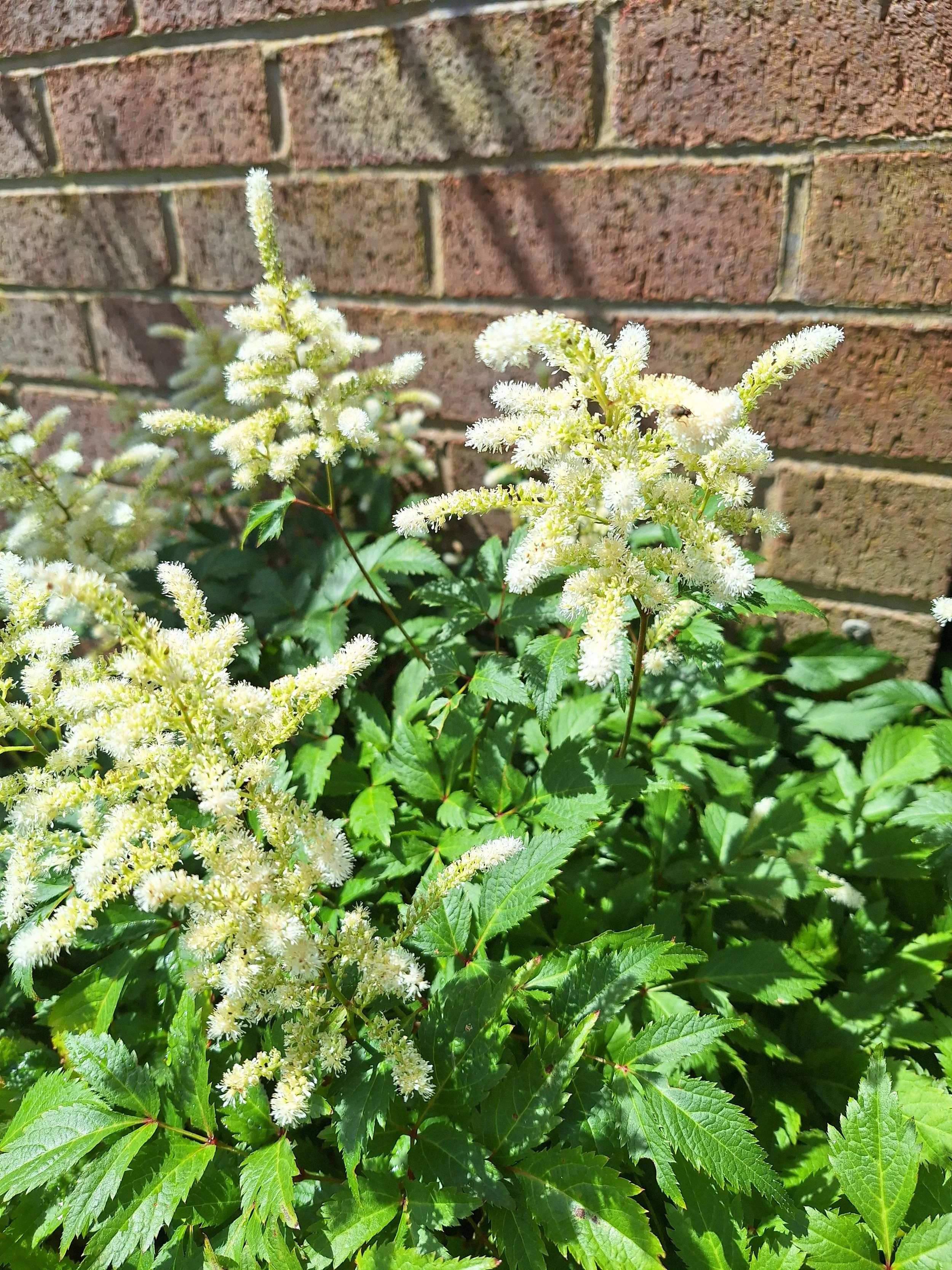 Astilbe