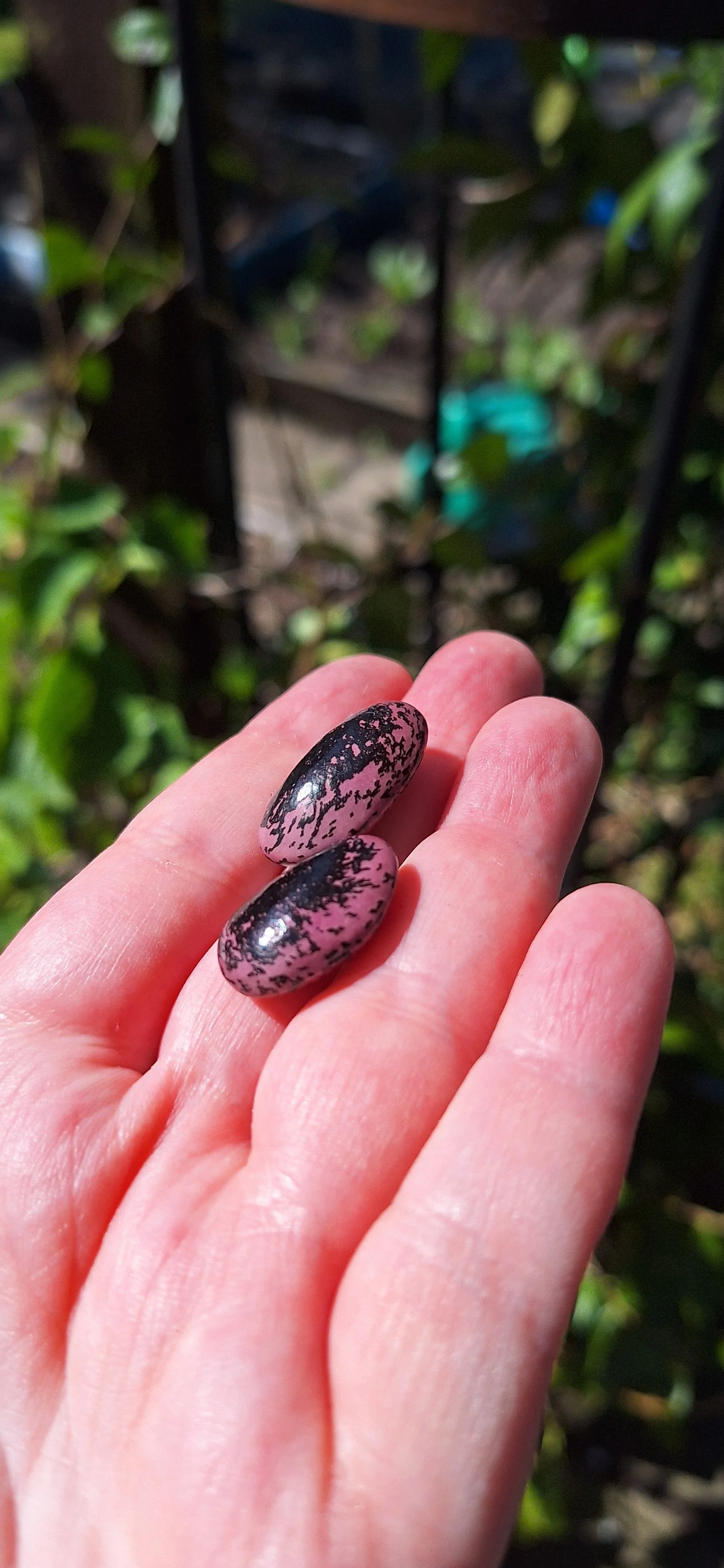 Magic wisteria beans