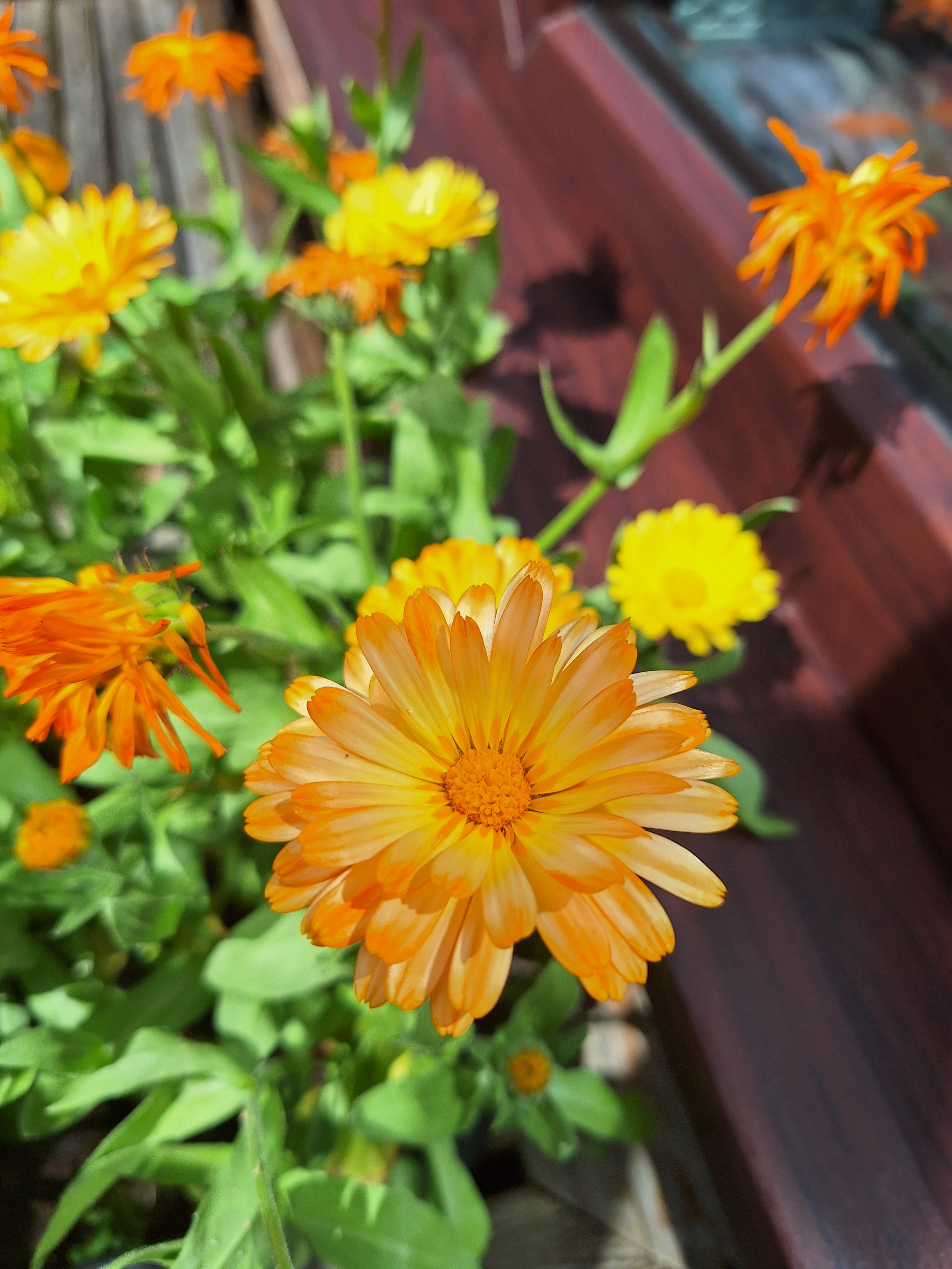 Marigold