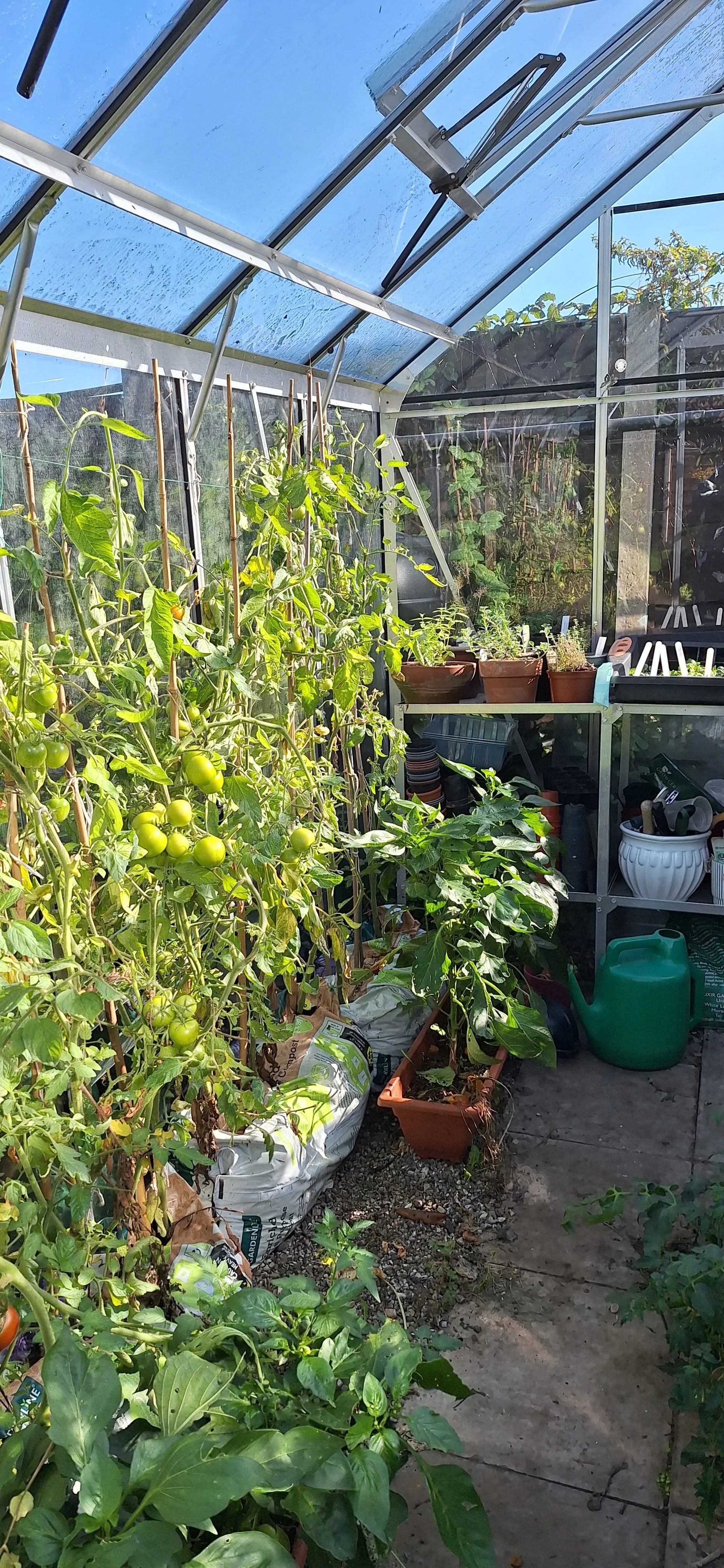 Tomatoes and pepper