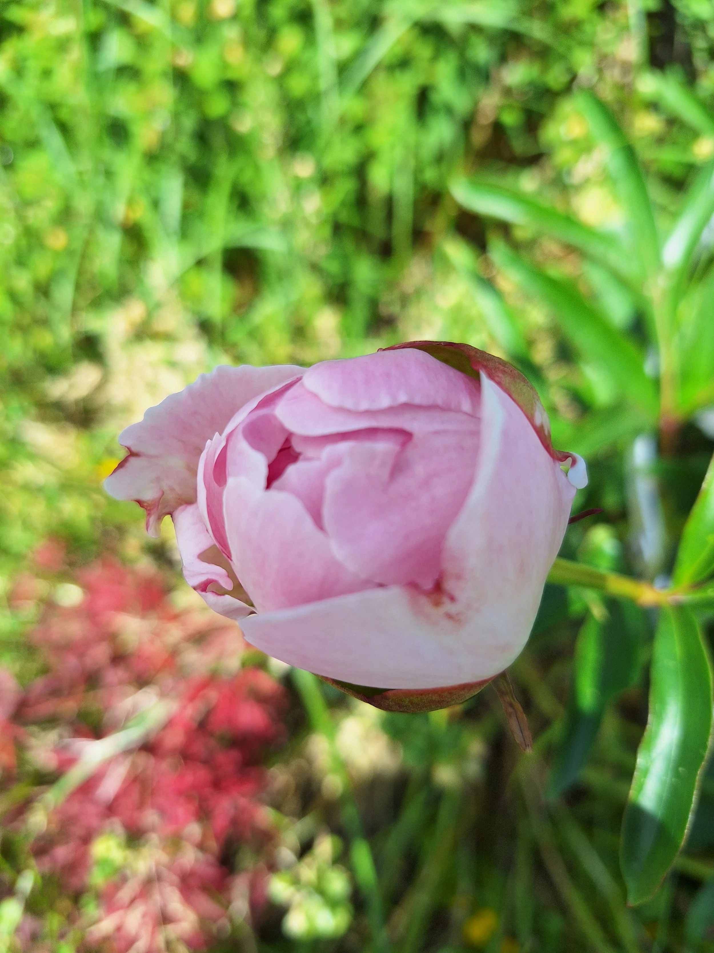 Peony