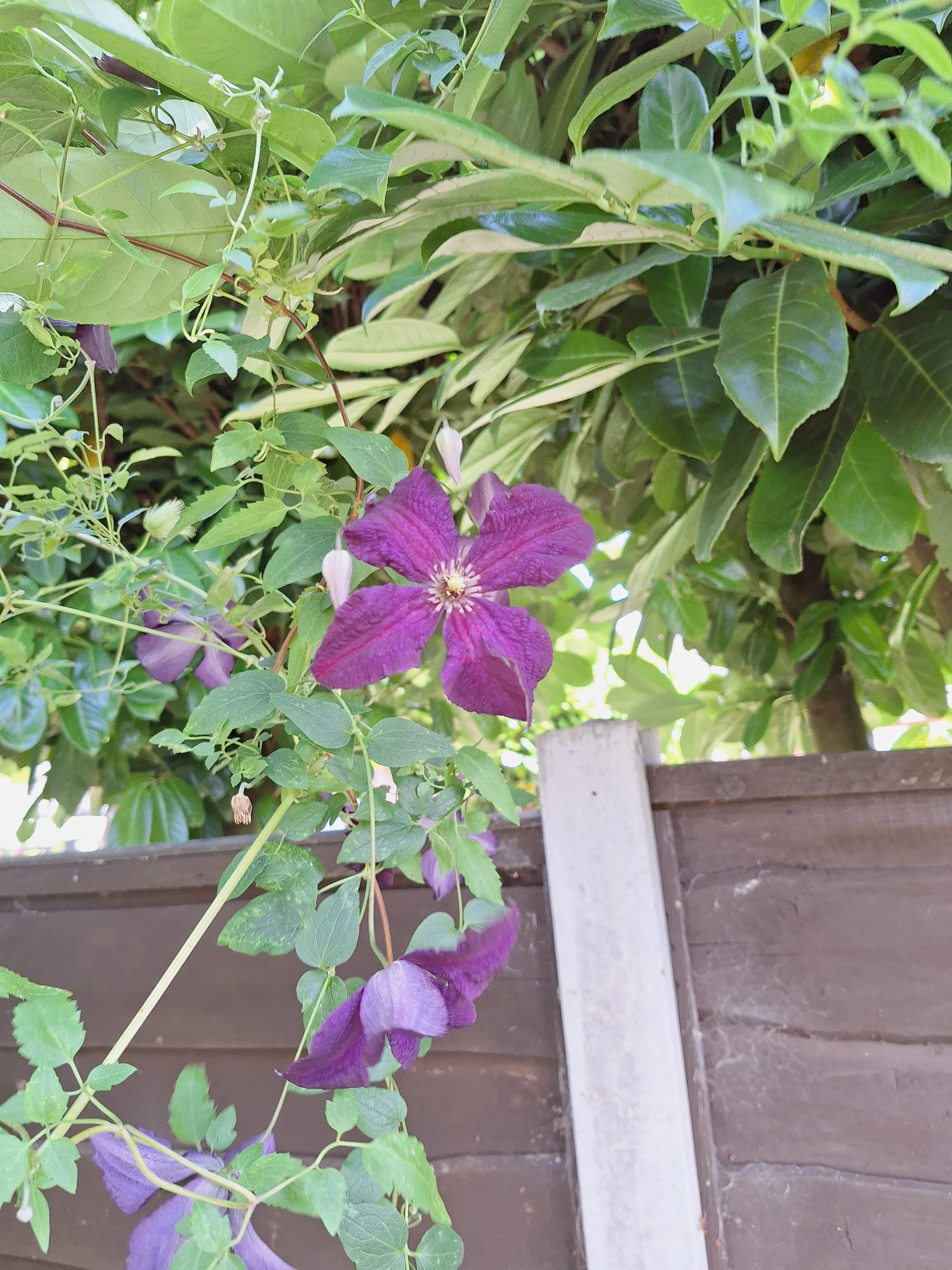 Clematis