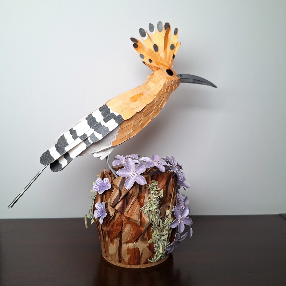 hoopoe 6.jpg