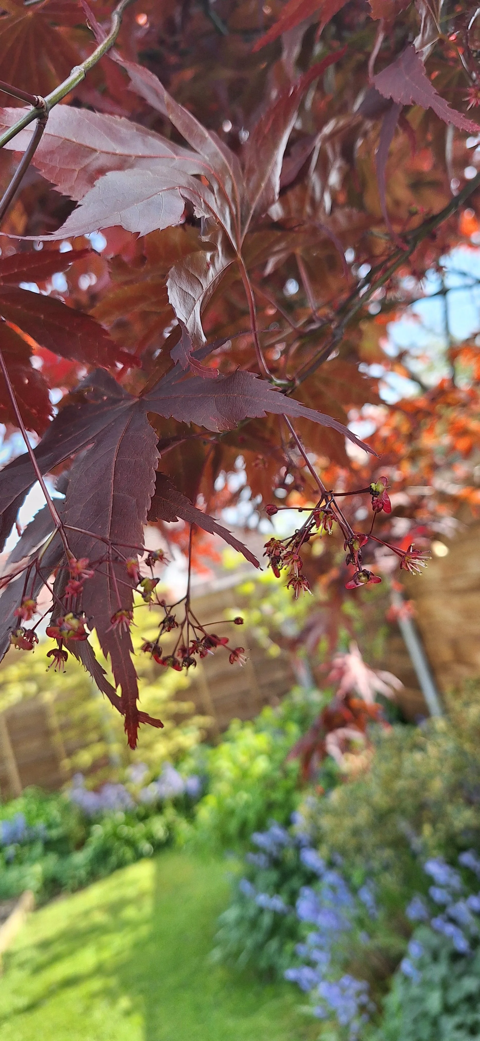 Acer