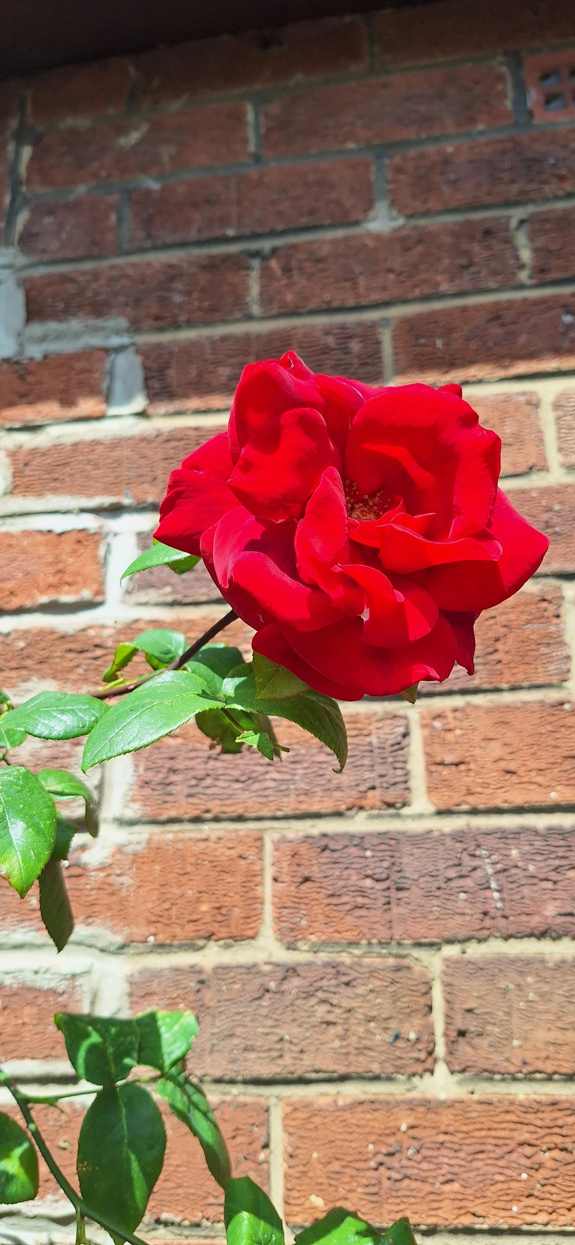 Wild rose