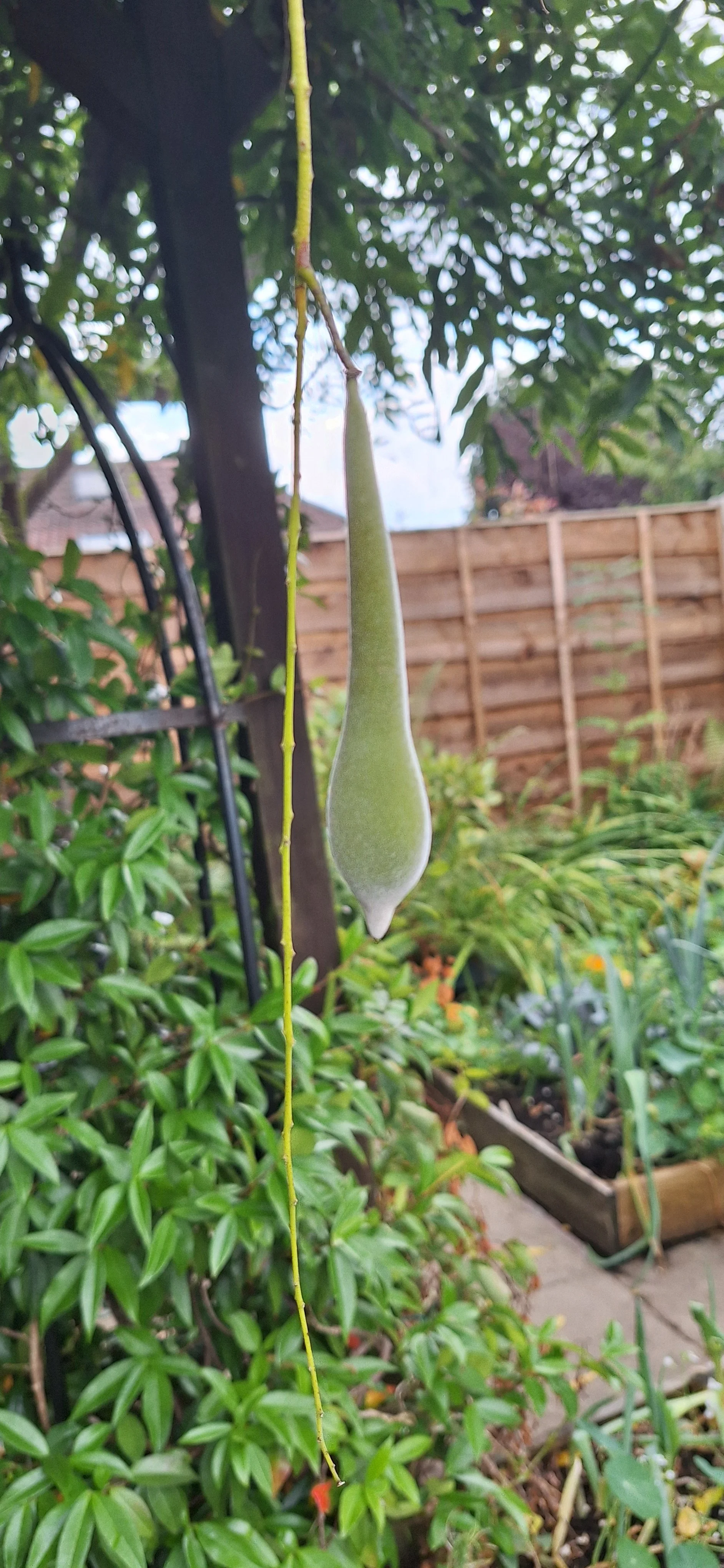 Wisteria seed pod