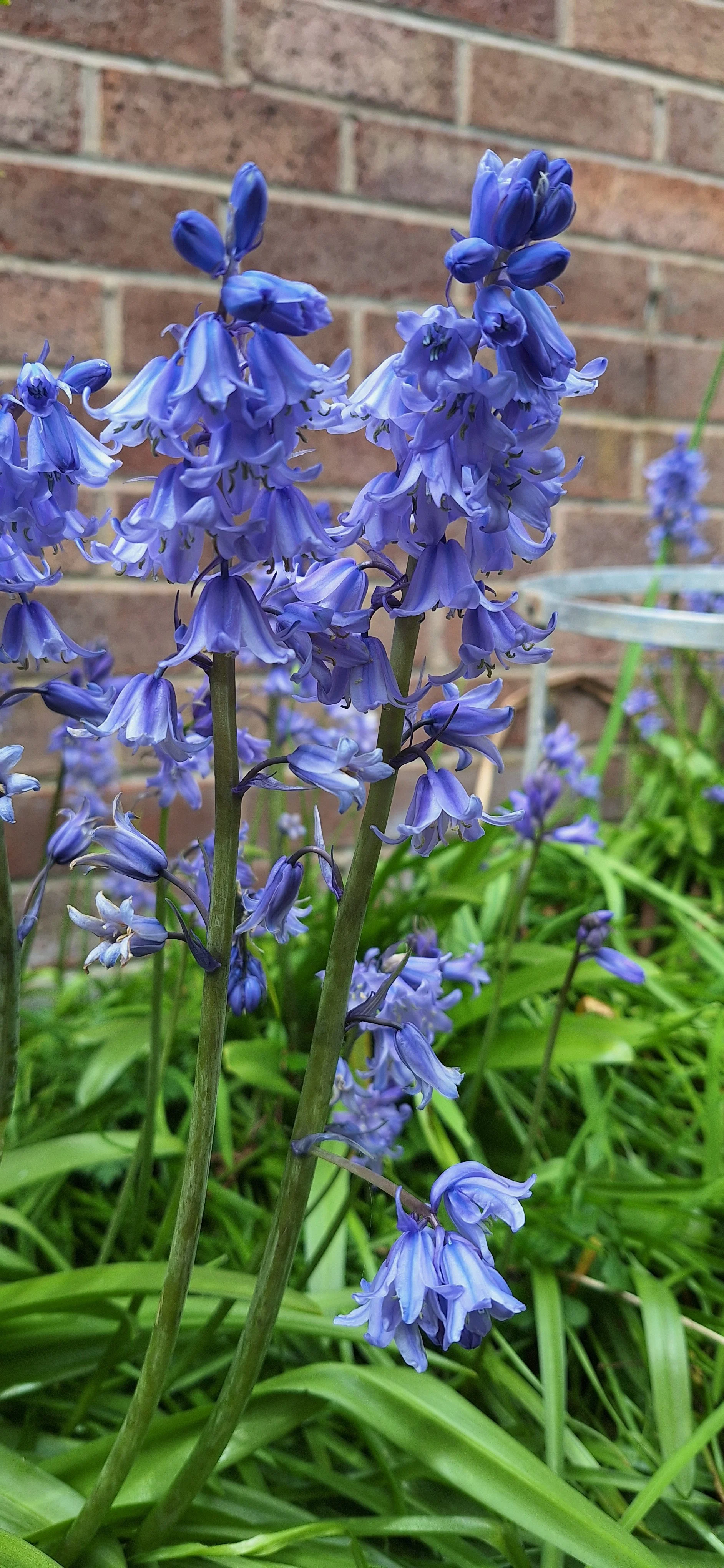 Spanish Bluebell