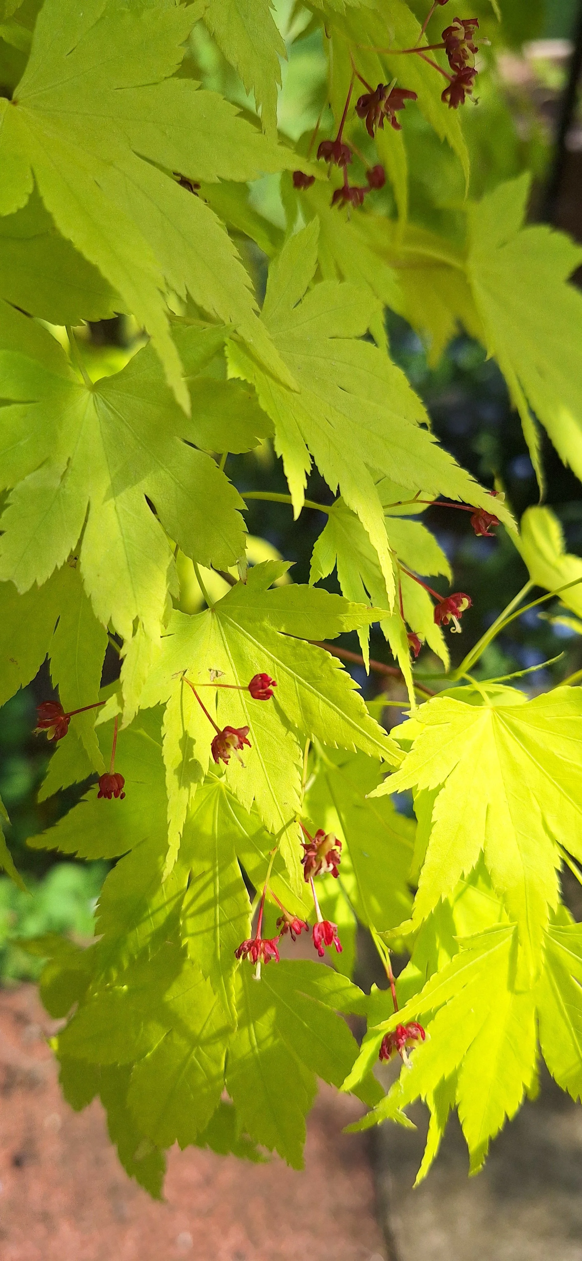 Acer