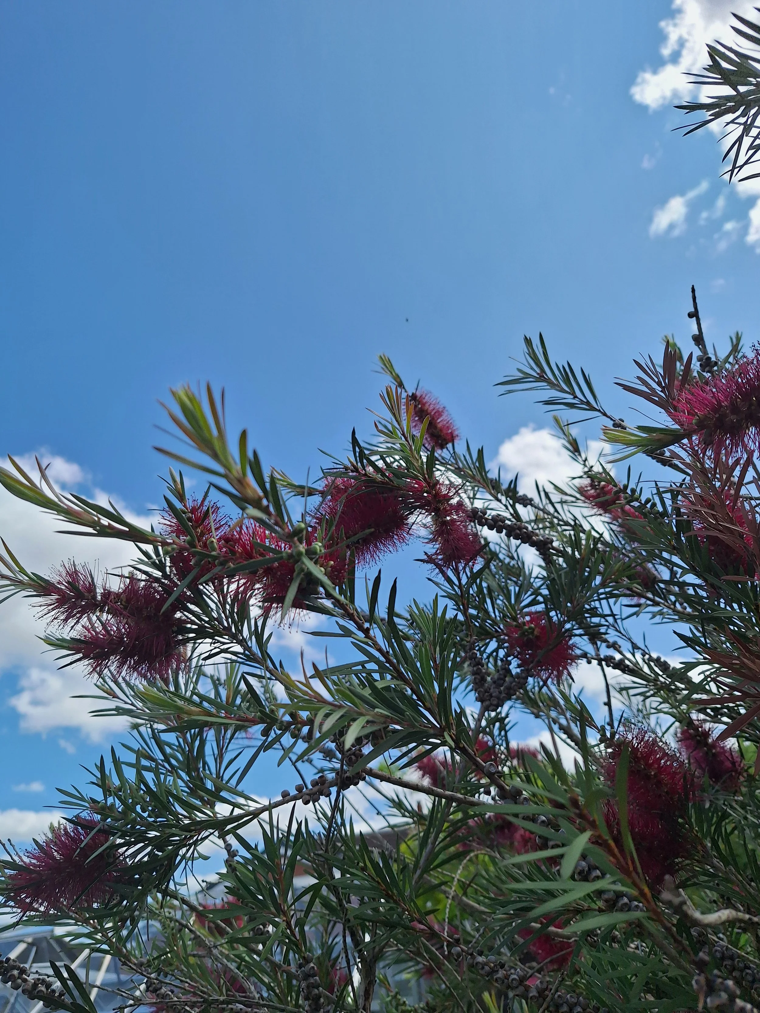 Bottlebrush