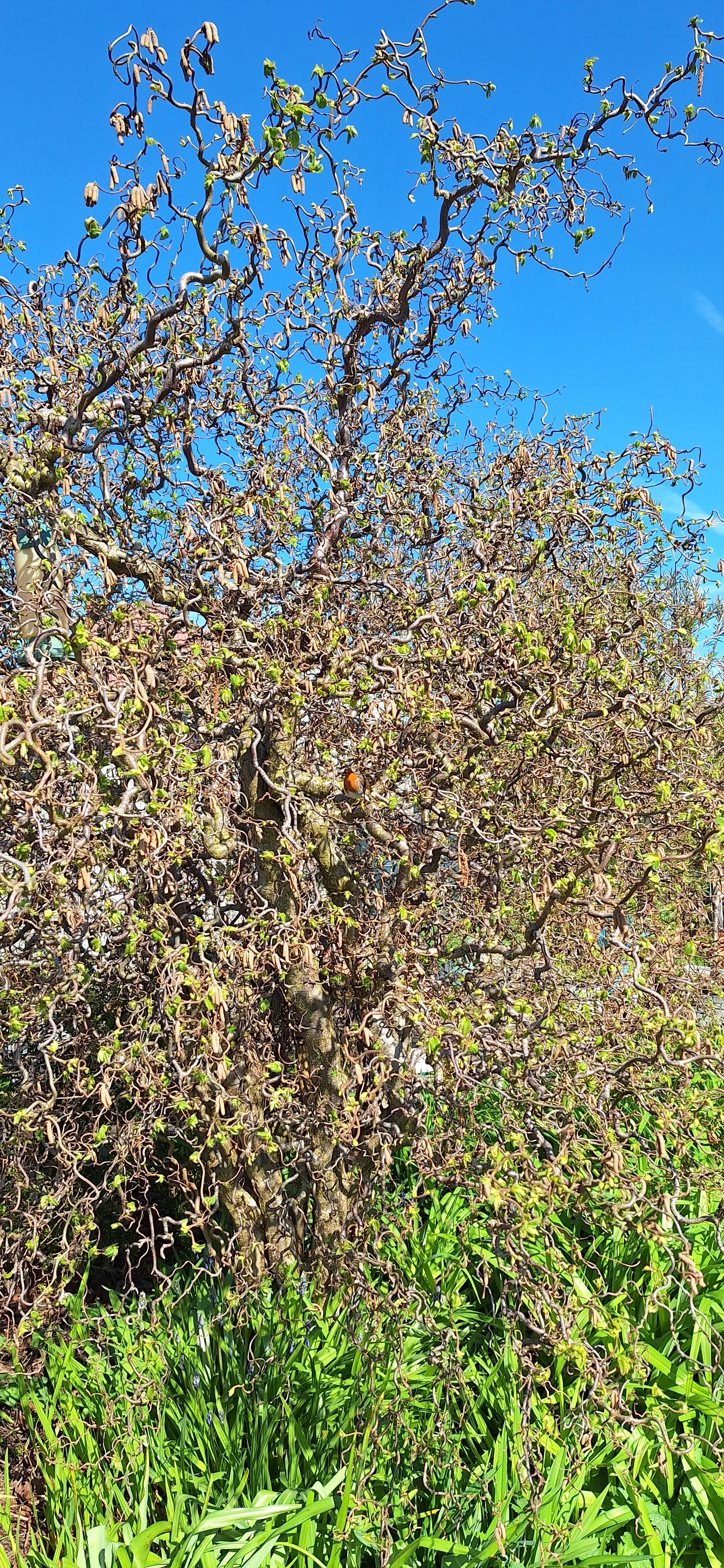 Contorted hazel