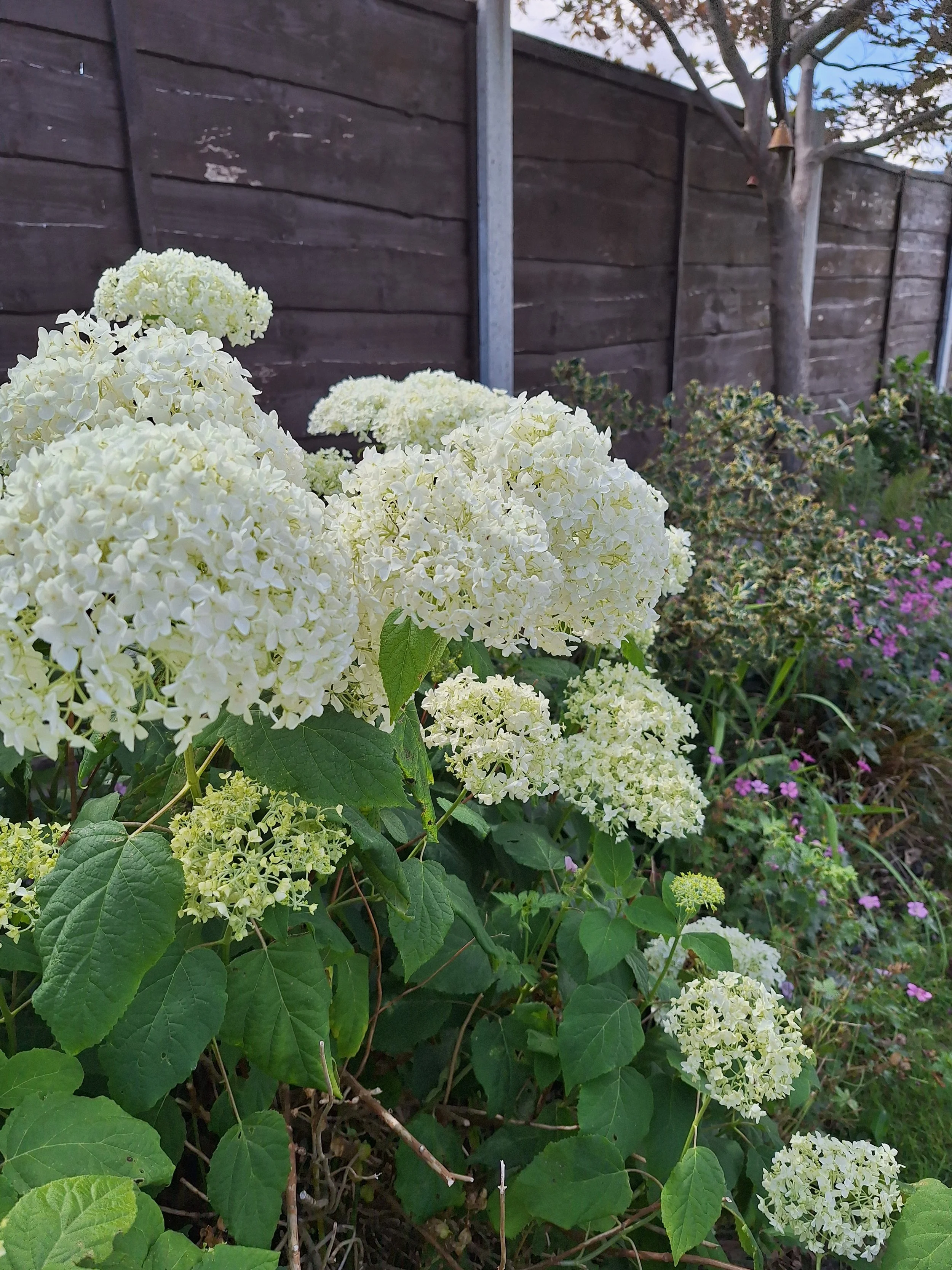Wild hydrangea