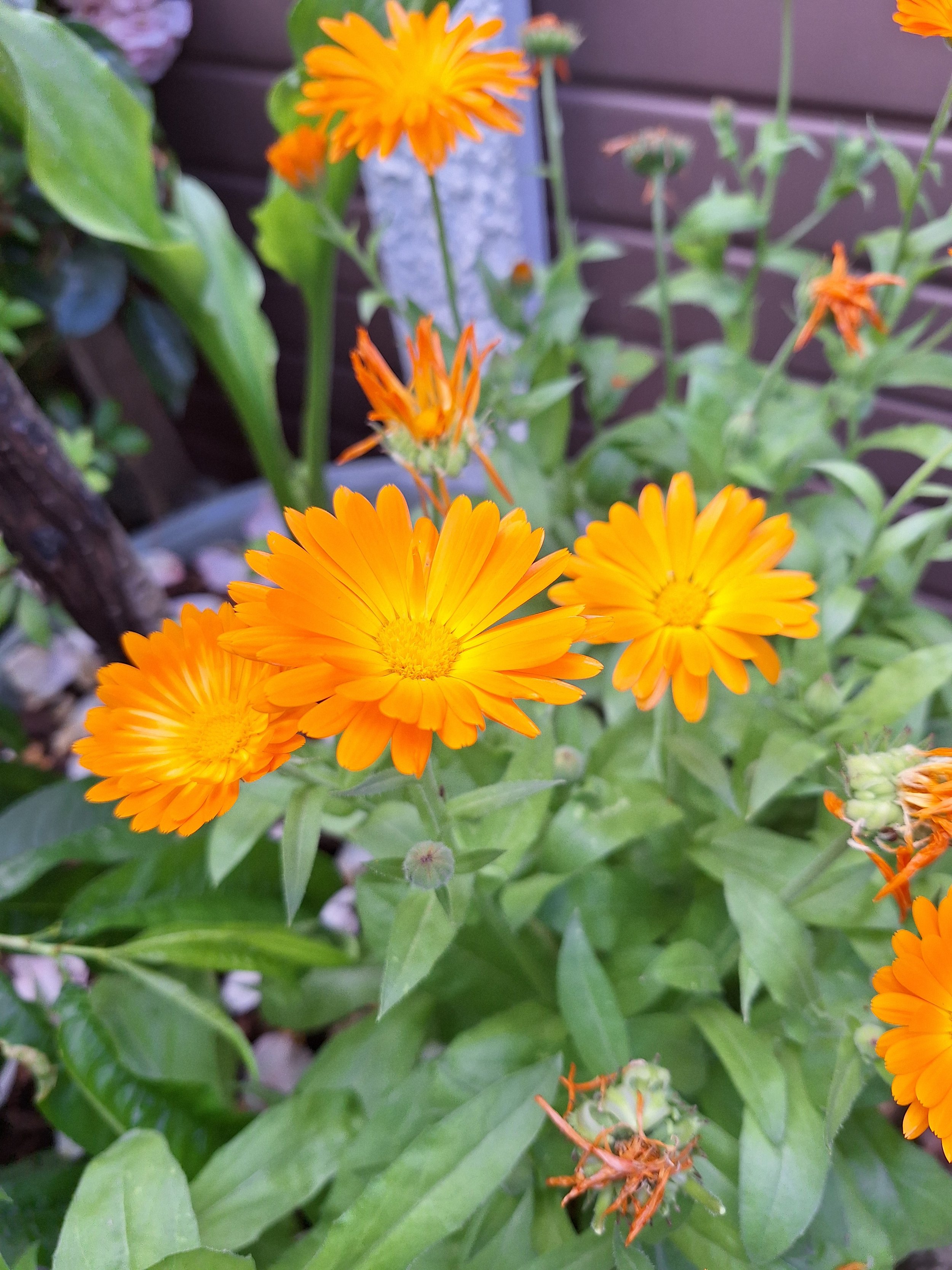 Marigold