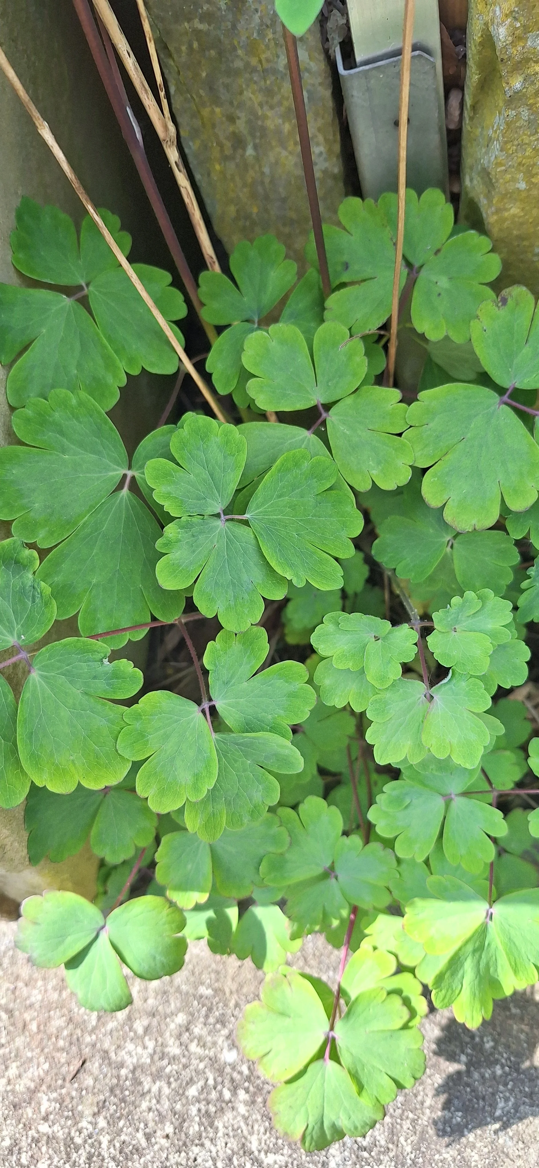 Columbine