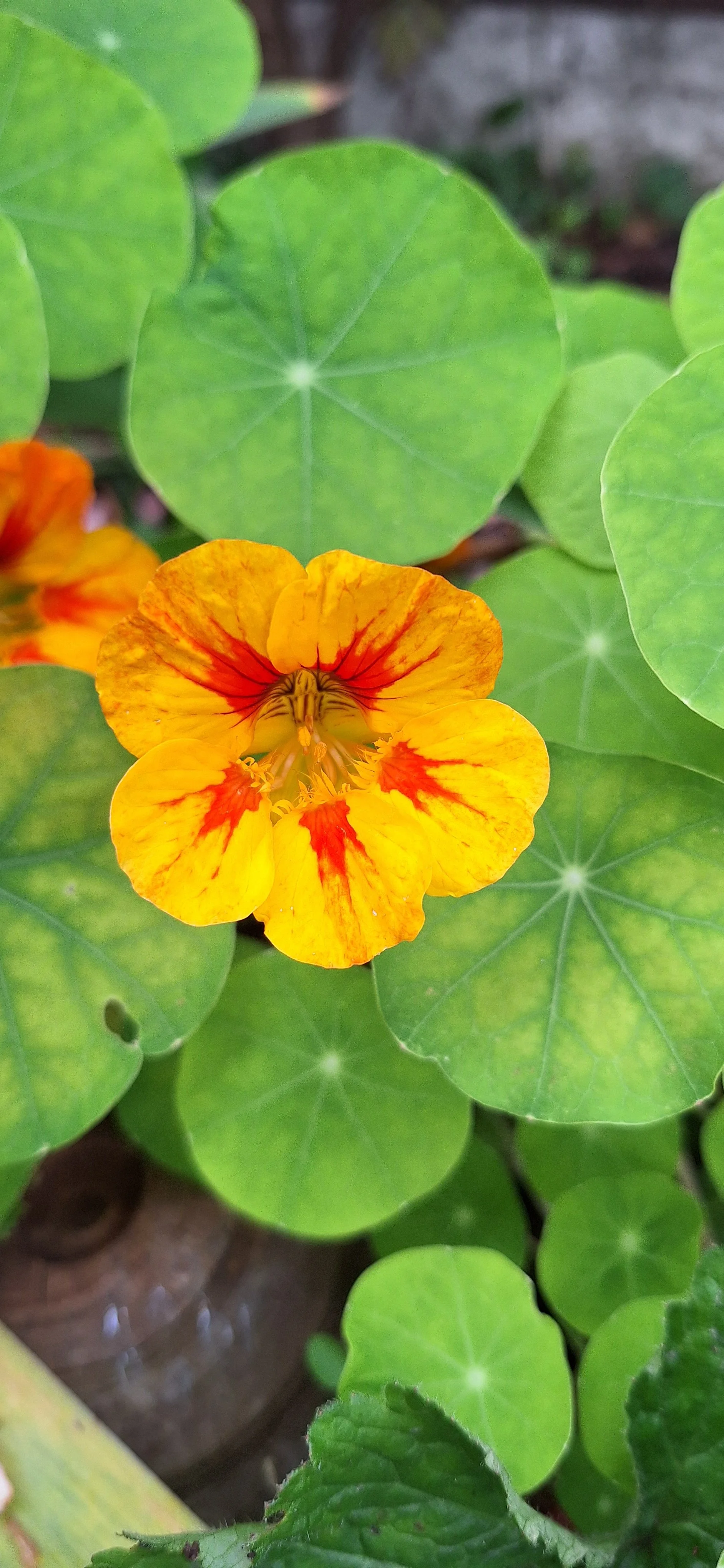Nasturtium