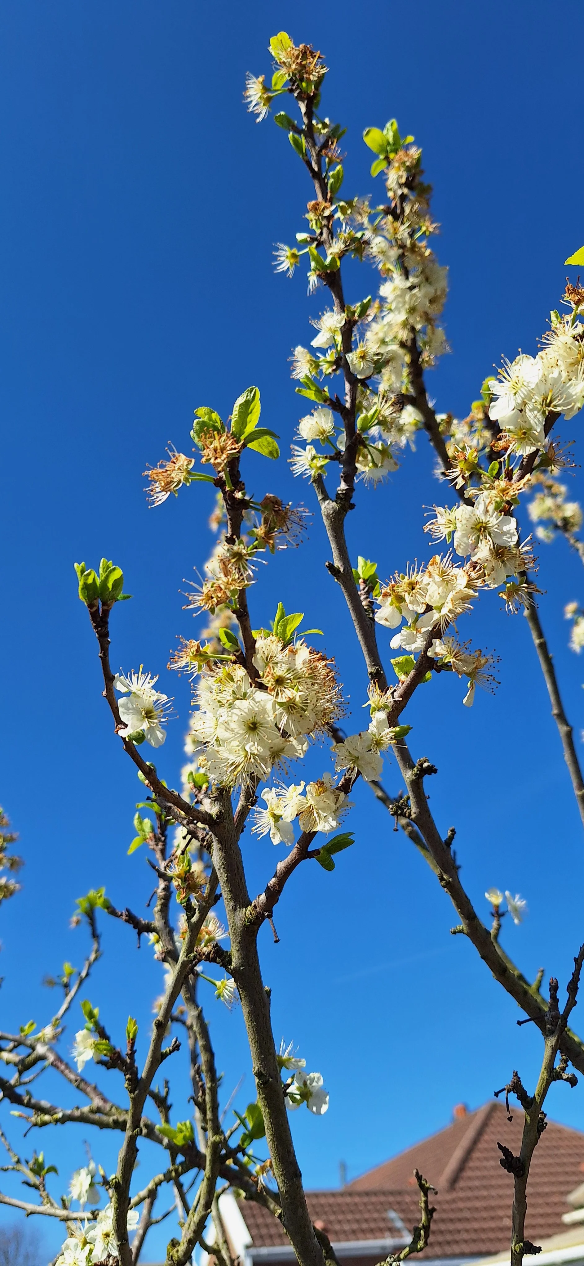 Peach blossom
