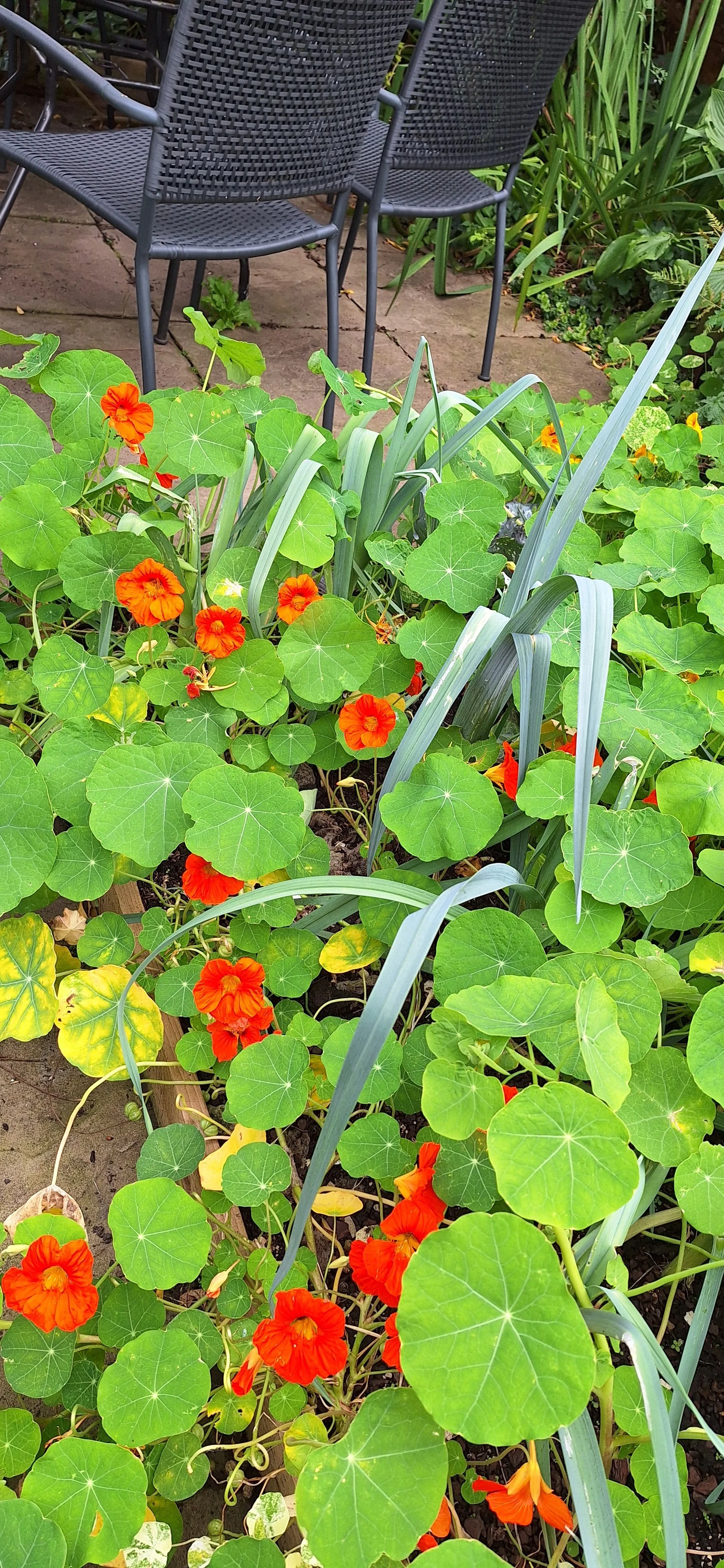 Nasturtiums plotting world domination