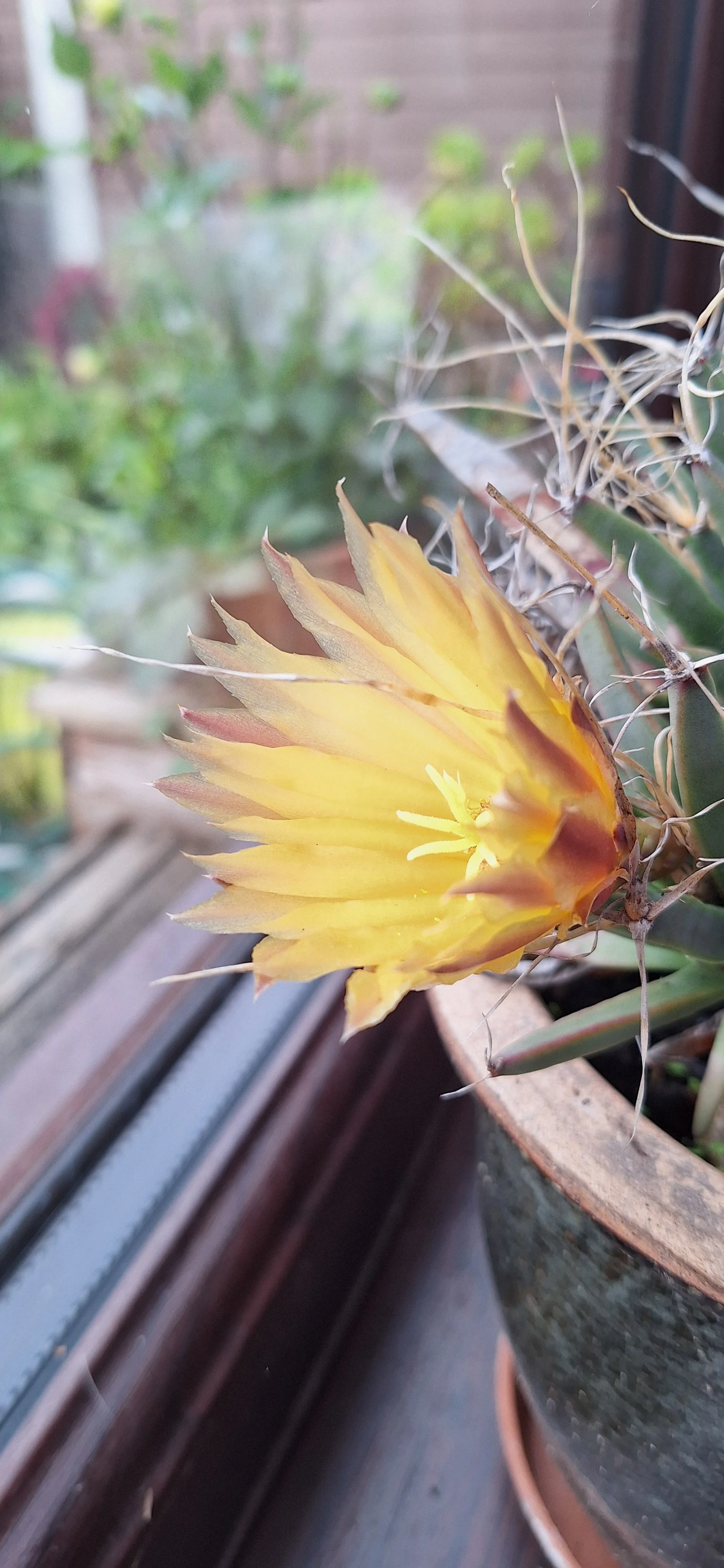 Leuchtenbergia